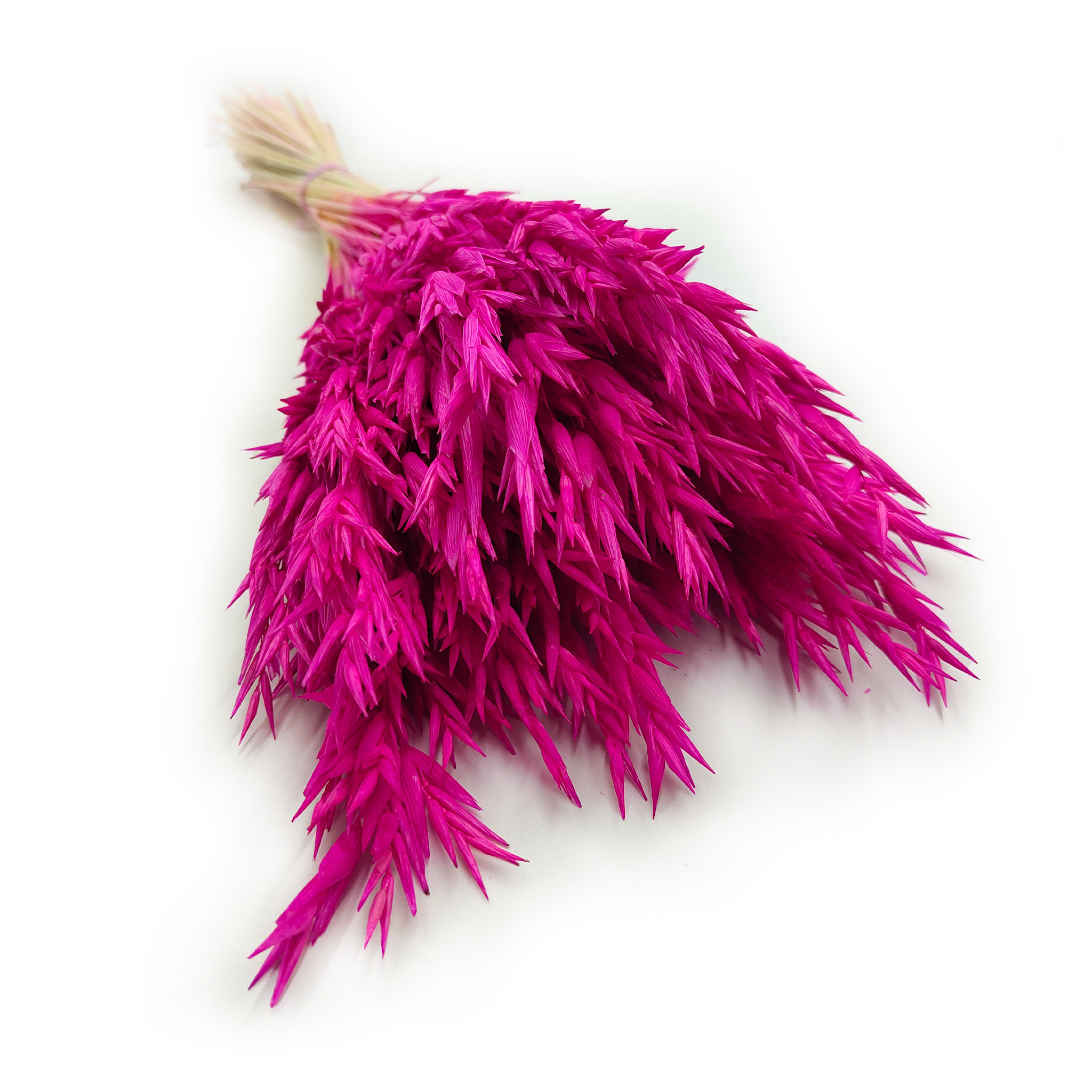Dried Oats – Amaranth