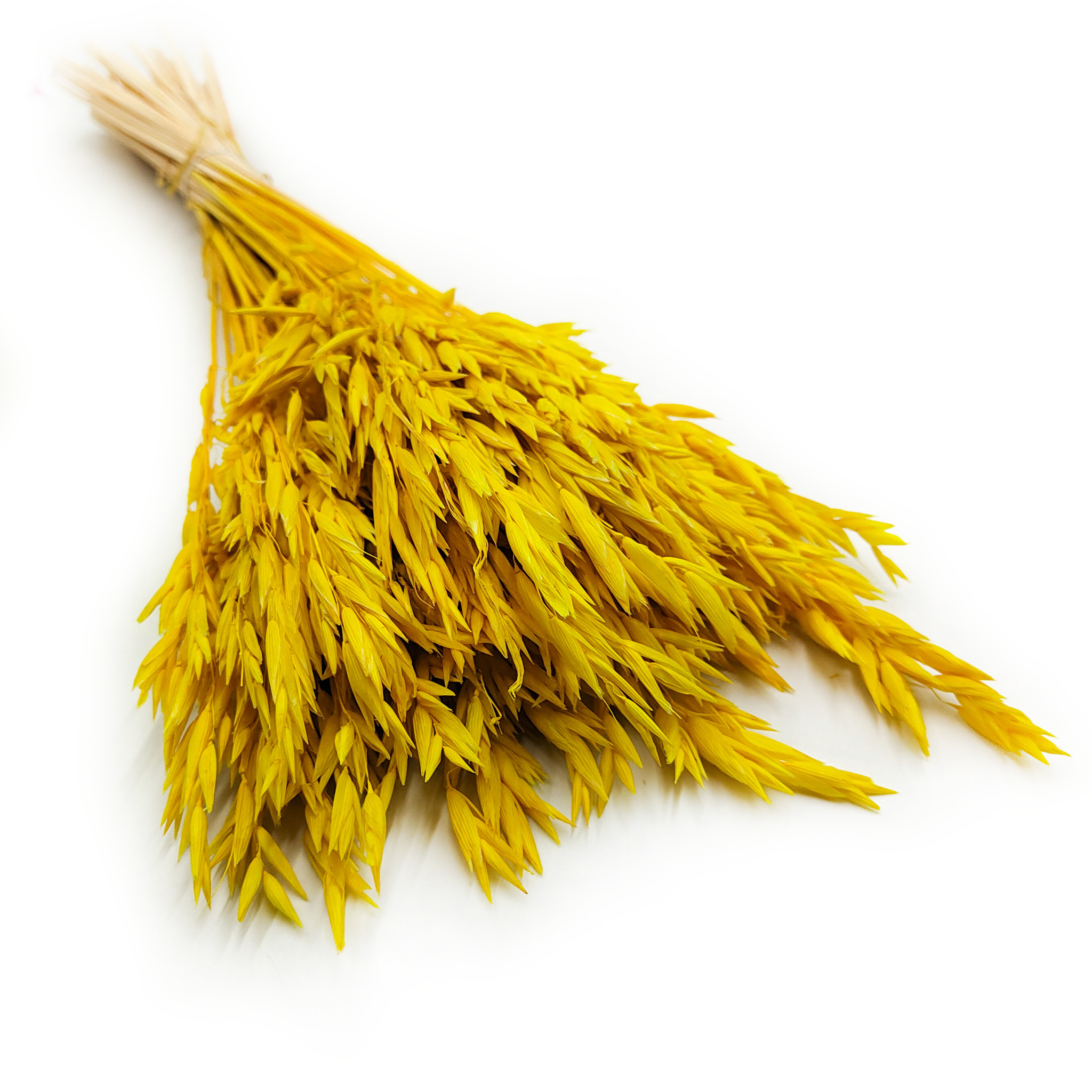 Dried Oats – (Avena sativa) – Yellow