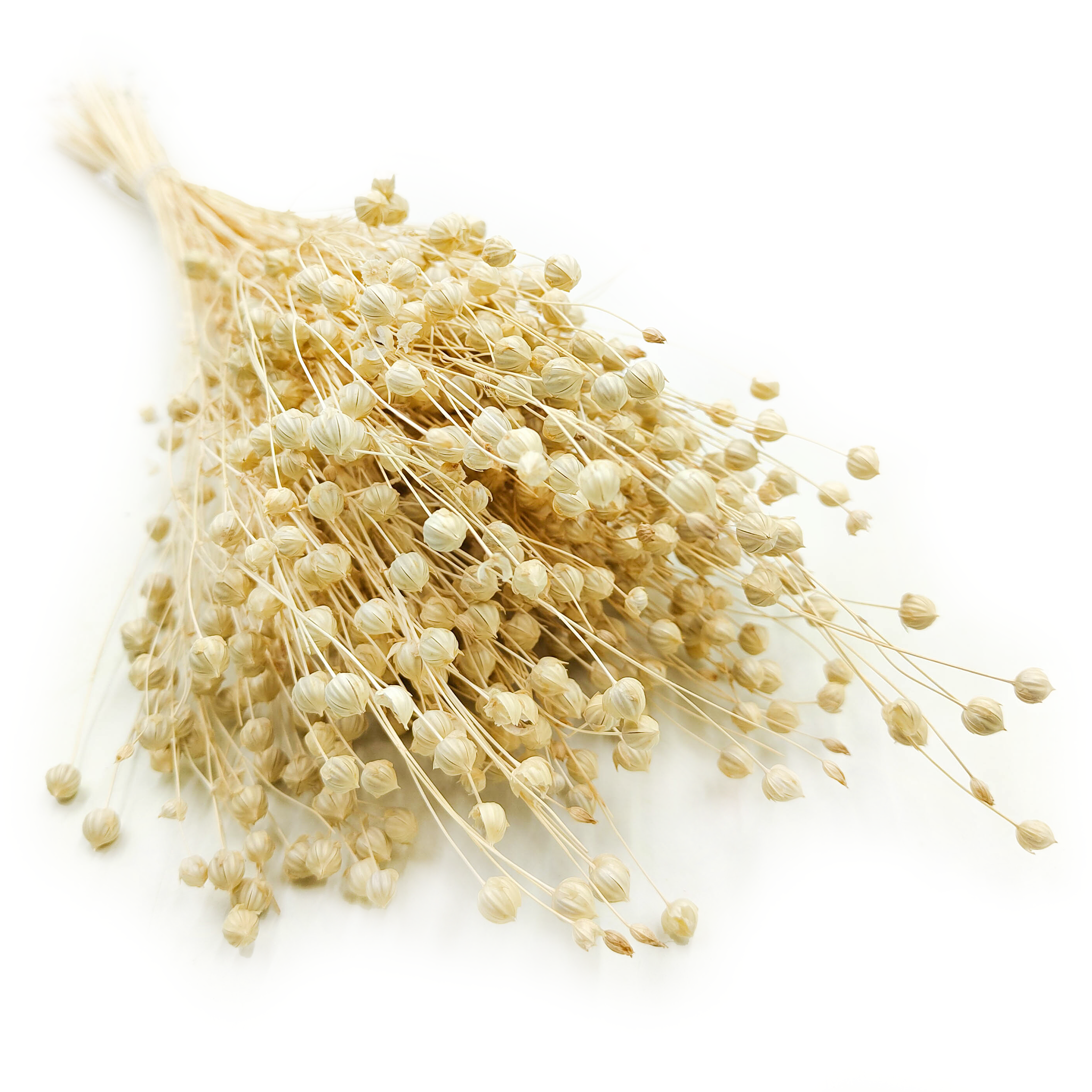 Dried Flax (Linum) - Bleached