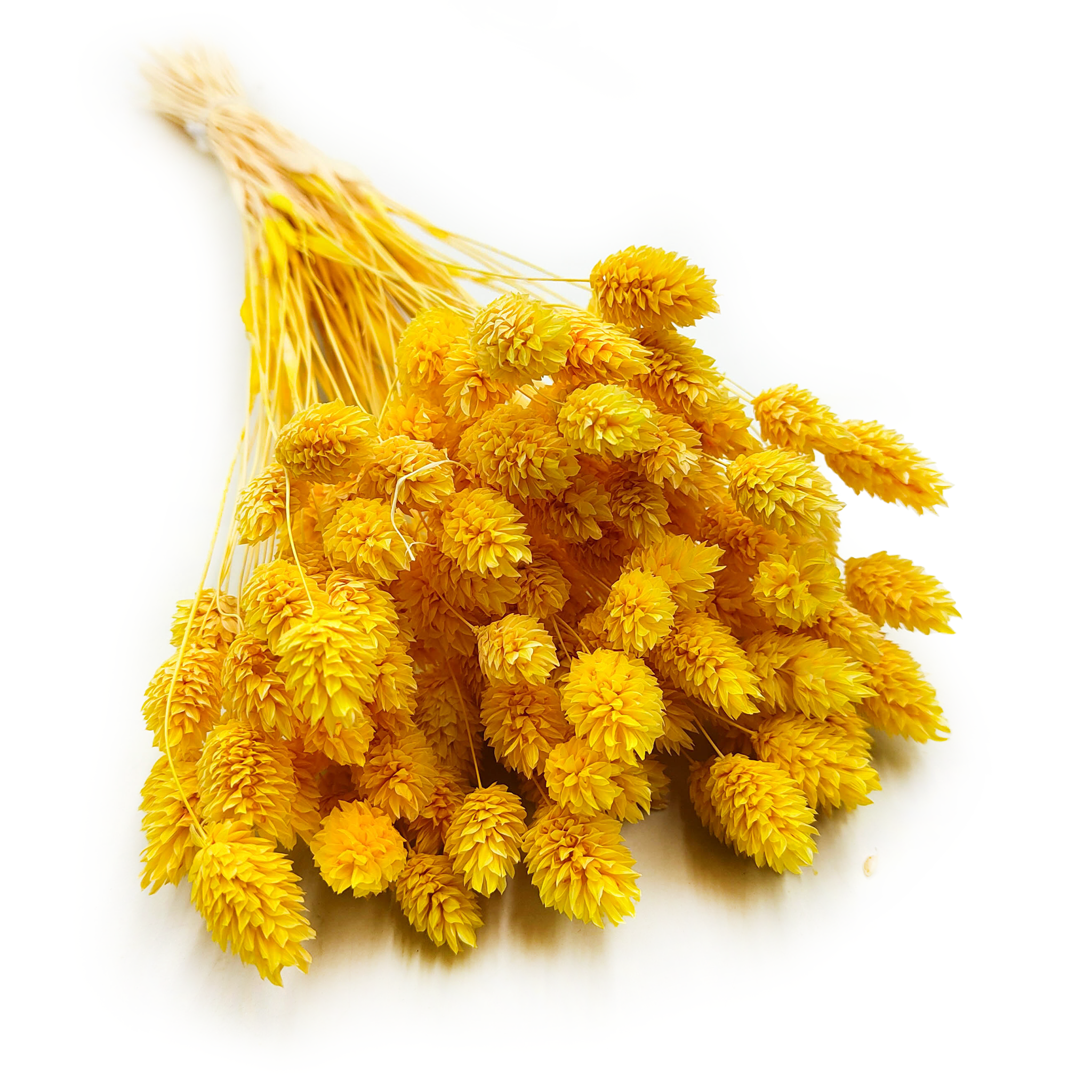 Dried Phalaris - Canary Grass - Yellow