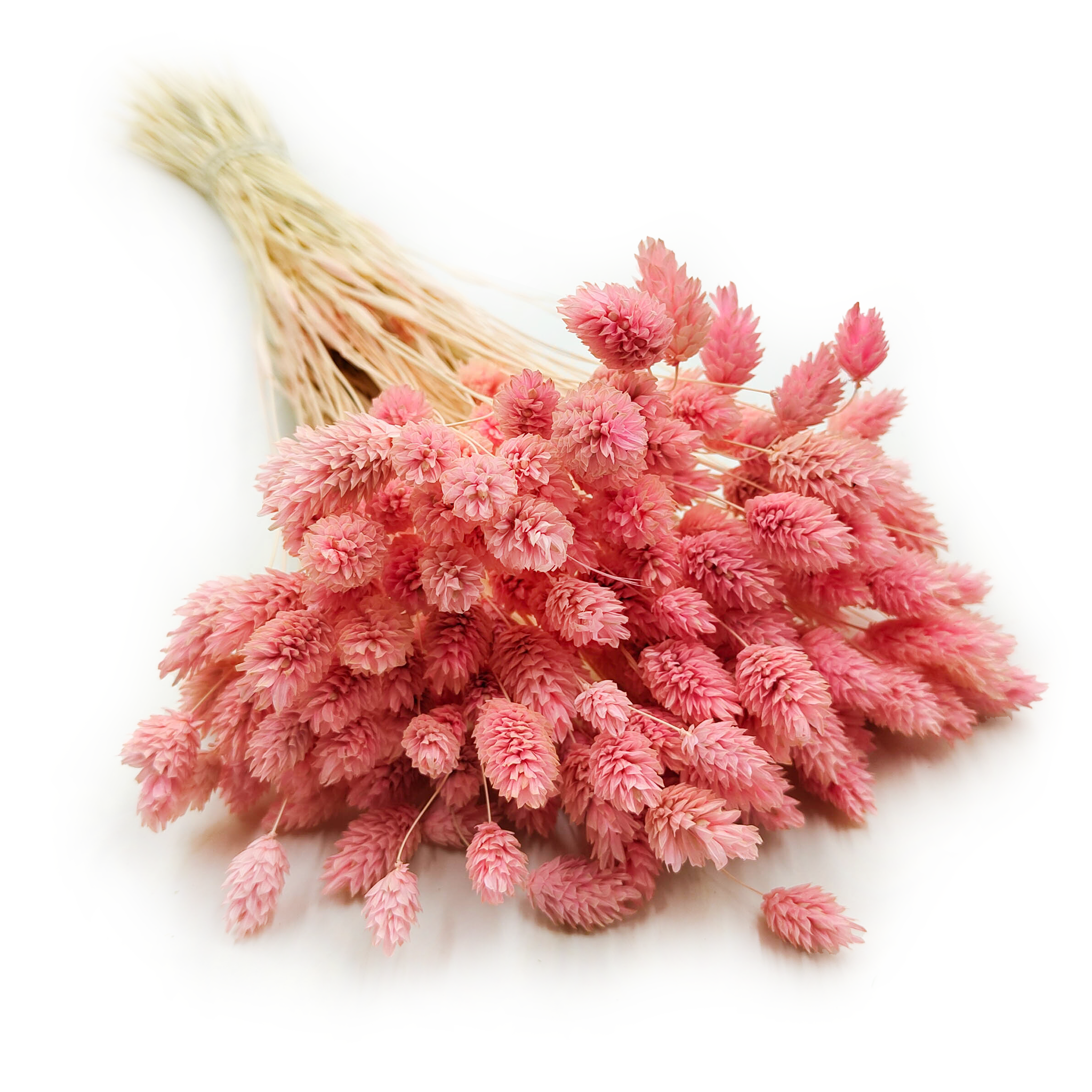 Dried Phalaris - Canary Grass - Pink