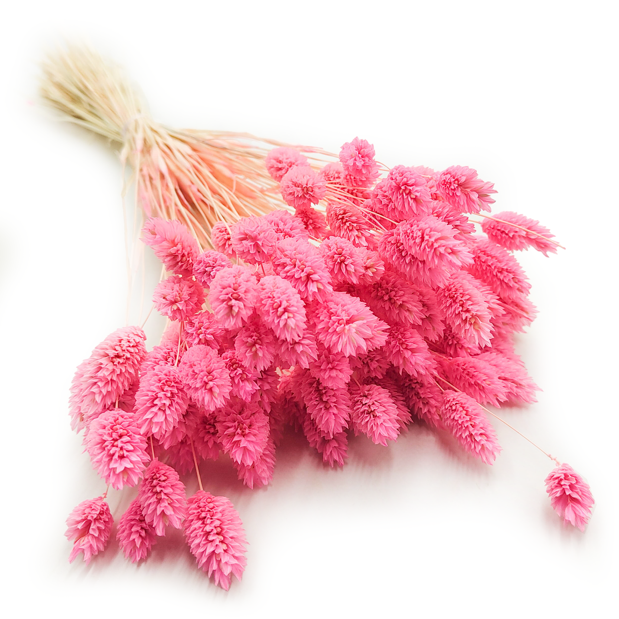 Dried Phalaris - Canary Grass - Dark Pink