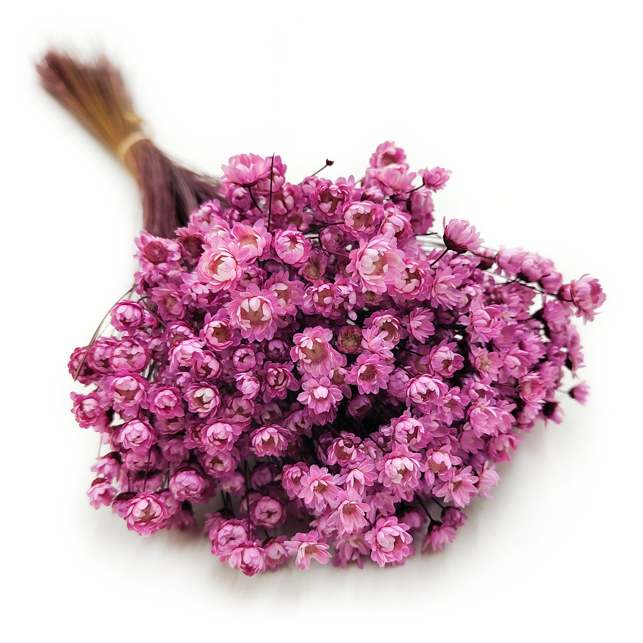 Dried Glixia - (Comanthera) - Pink