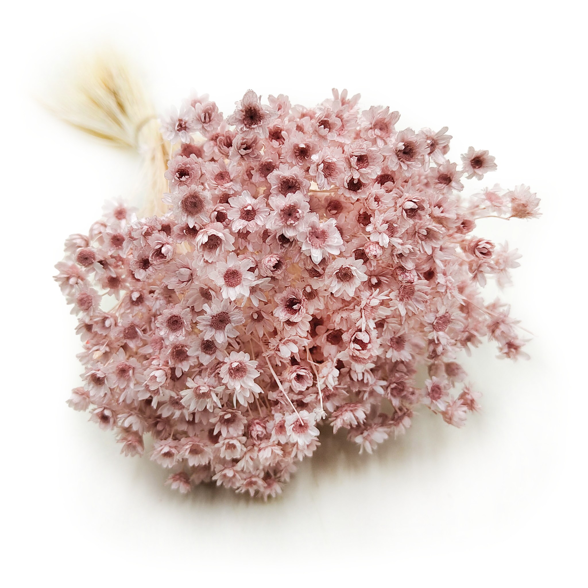 Dried Glixia - (Comanthera) - Pastel Pink