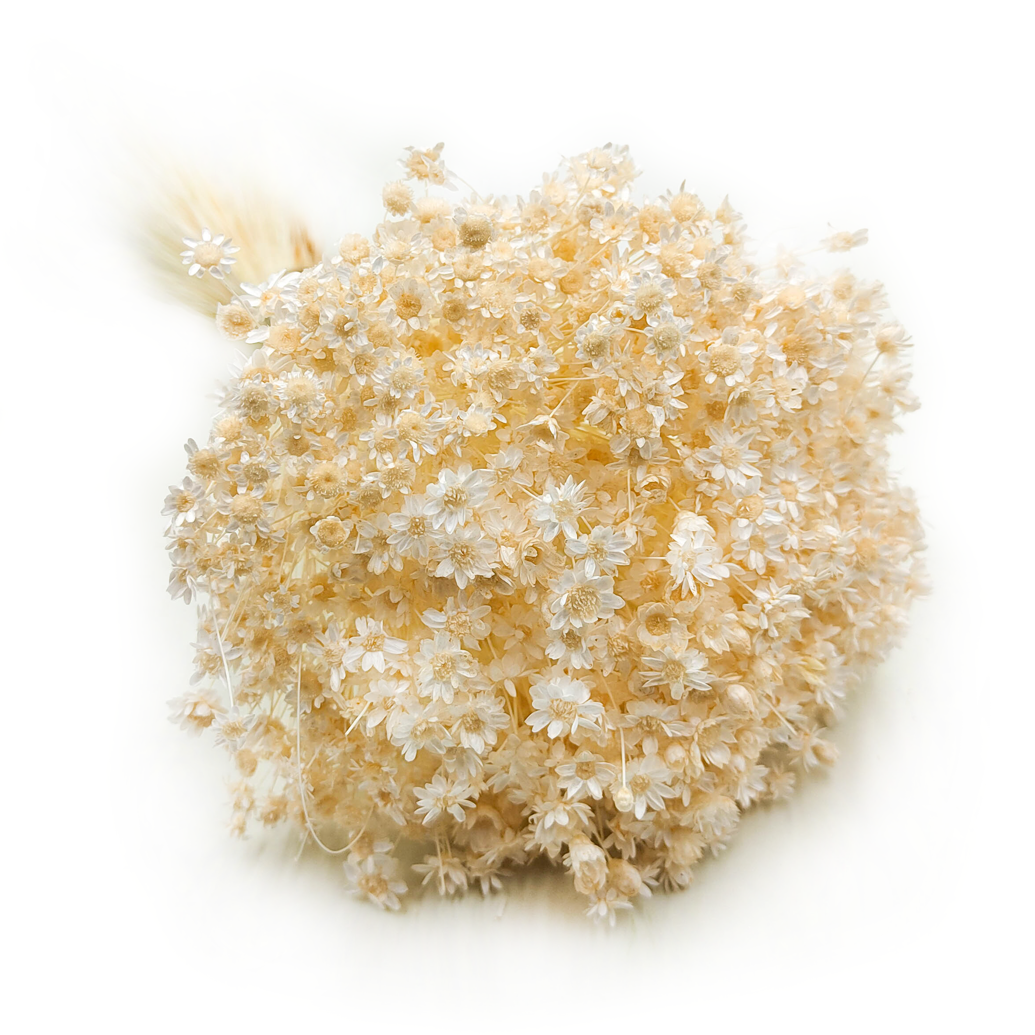Dried Glixia - (Comanthera) - Cream