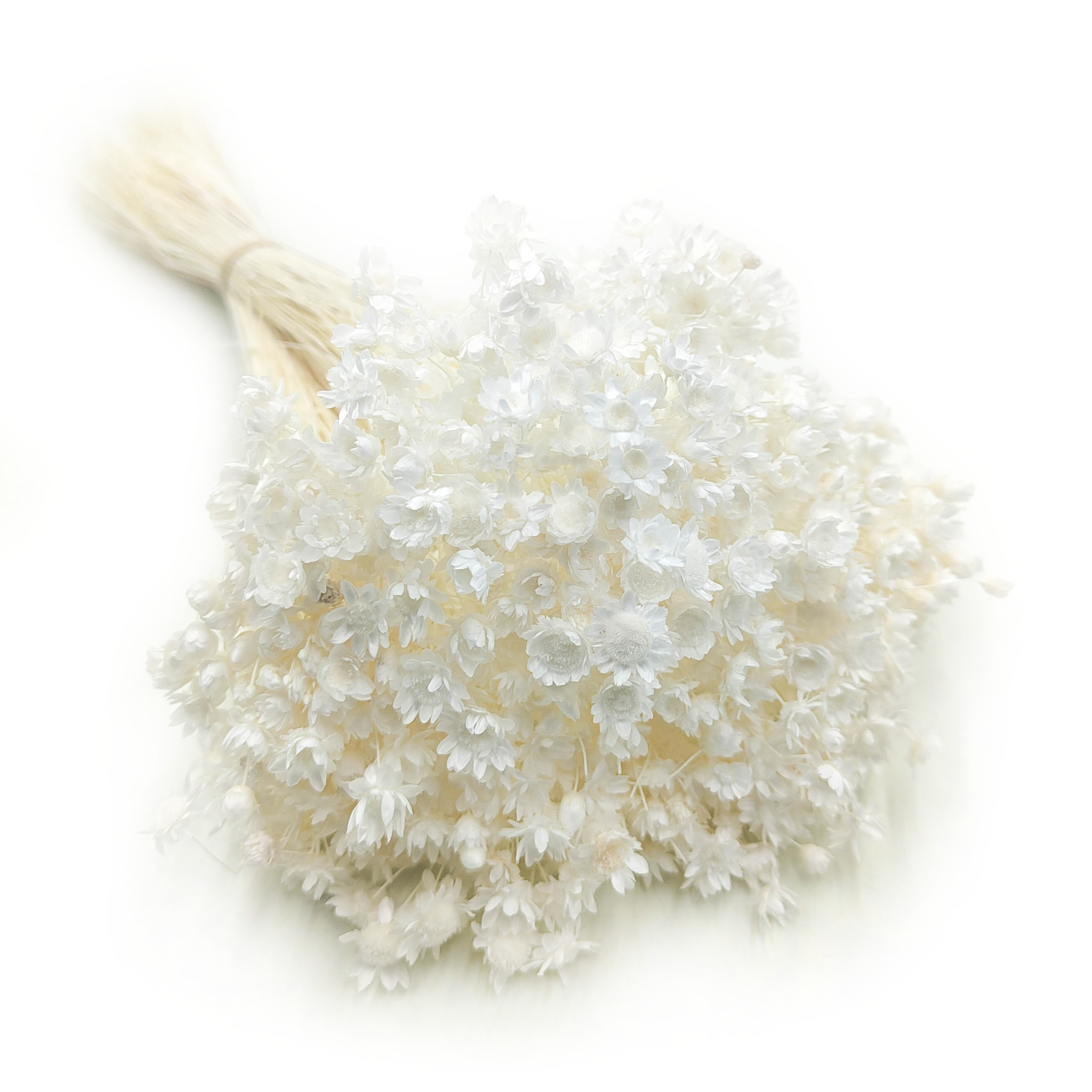 Dried Glixia - (Comanthera) - Bleached