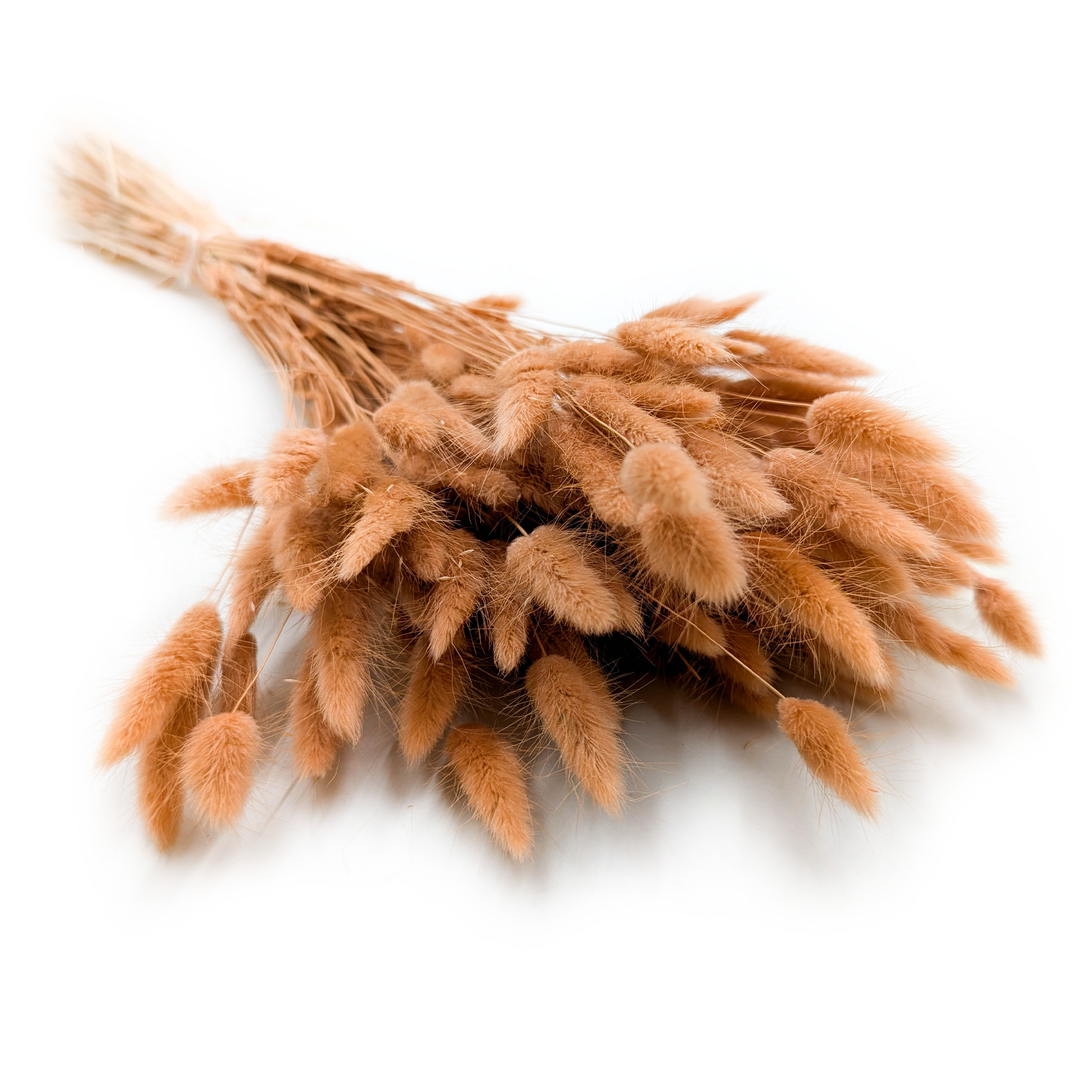 Dried Bunny Tails (Lagurus) - Walnut Brown
