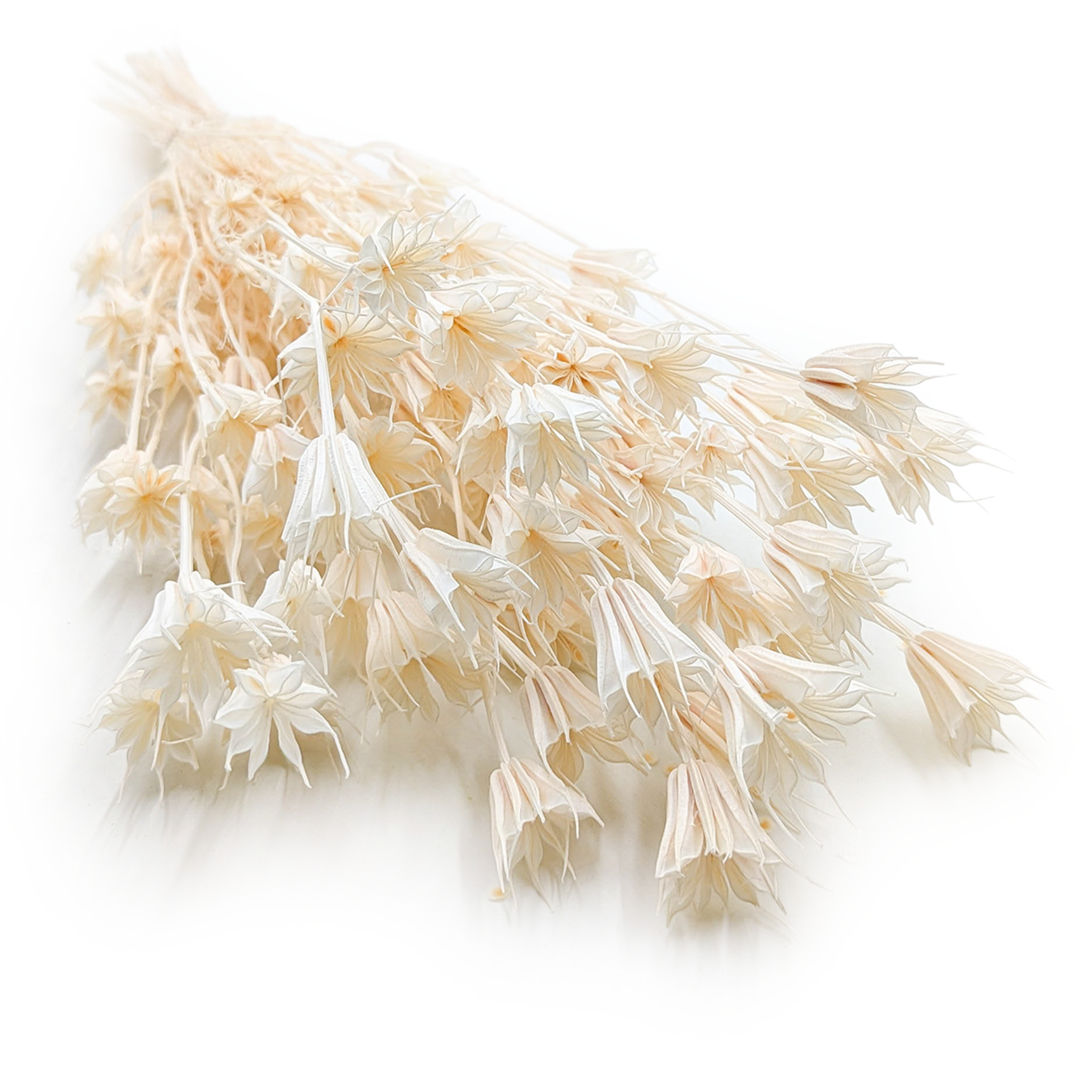 Dried Nigella - (Nigella Orientalis) - Bleached