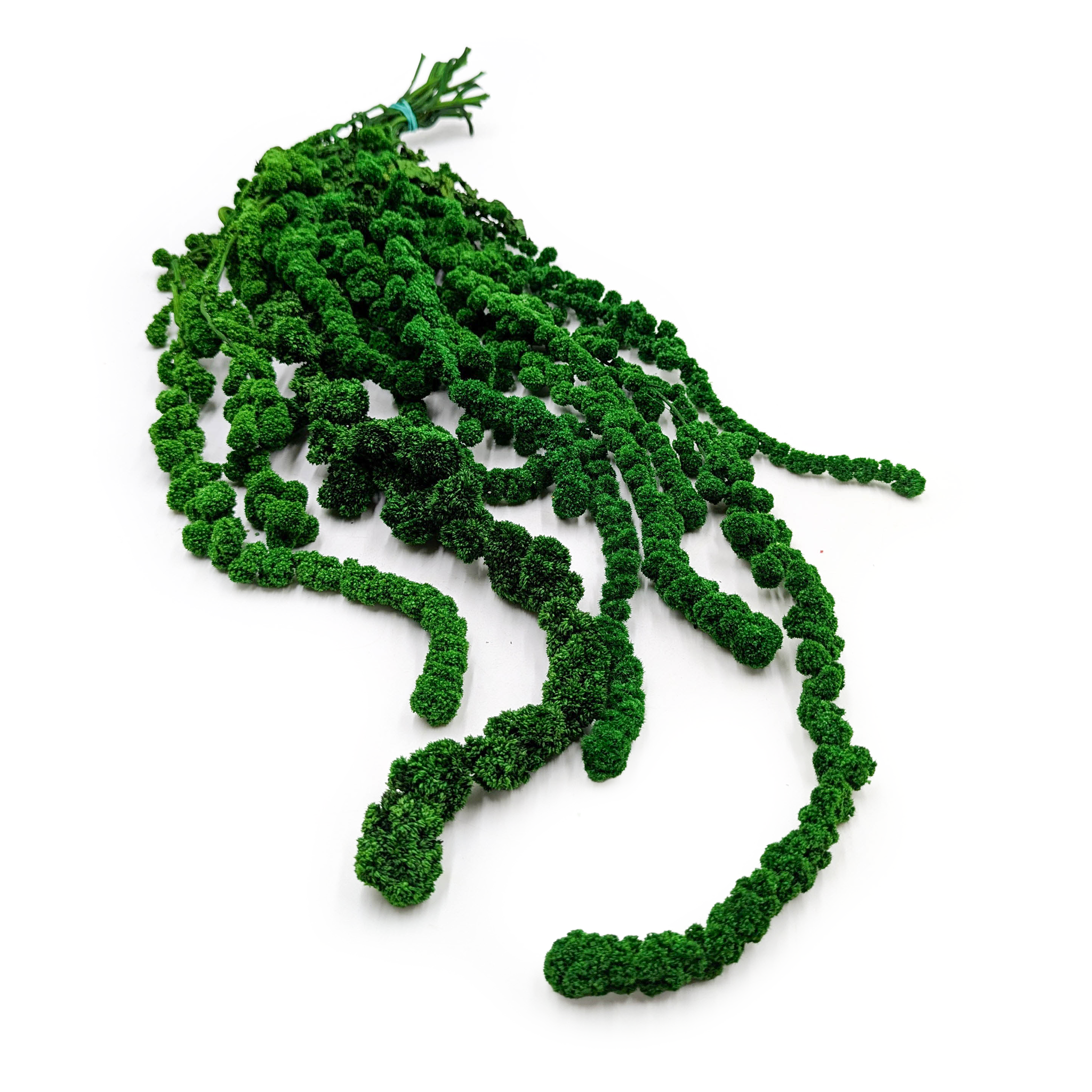 Preserved Amaranthus - Ball Amaranthus - Green