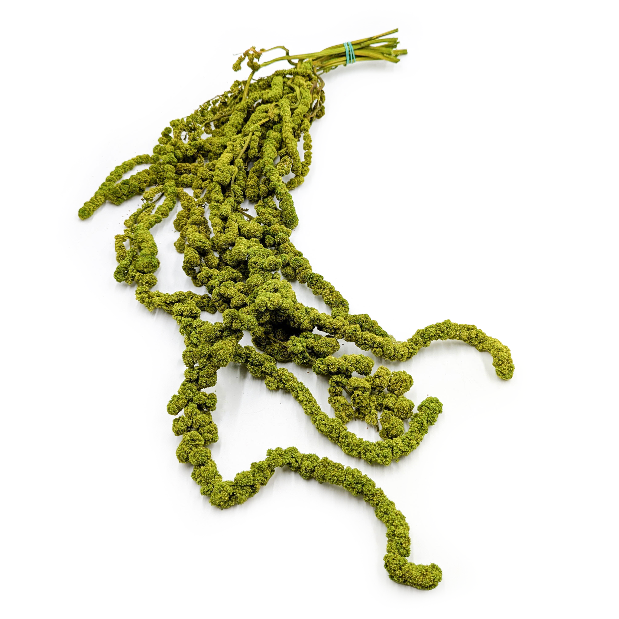 Preserved Amaranthus - Ball Amaranthus  - Light Green