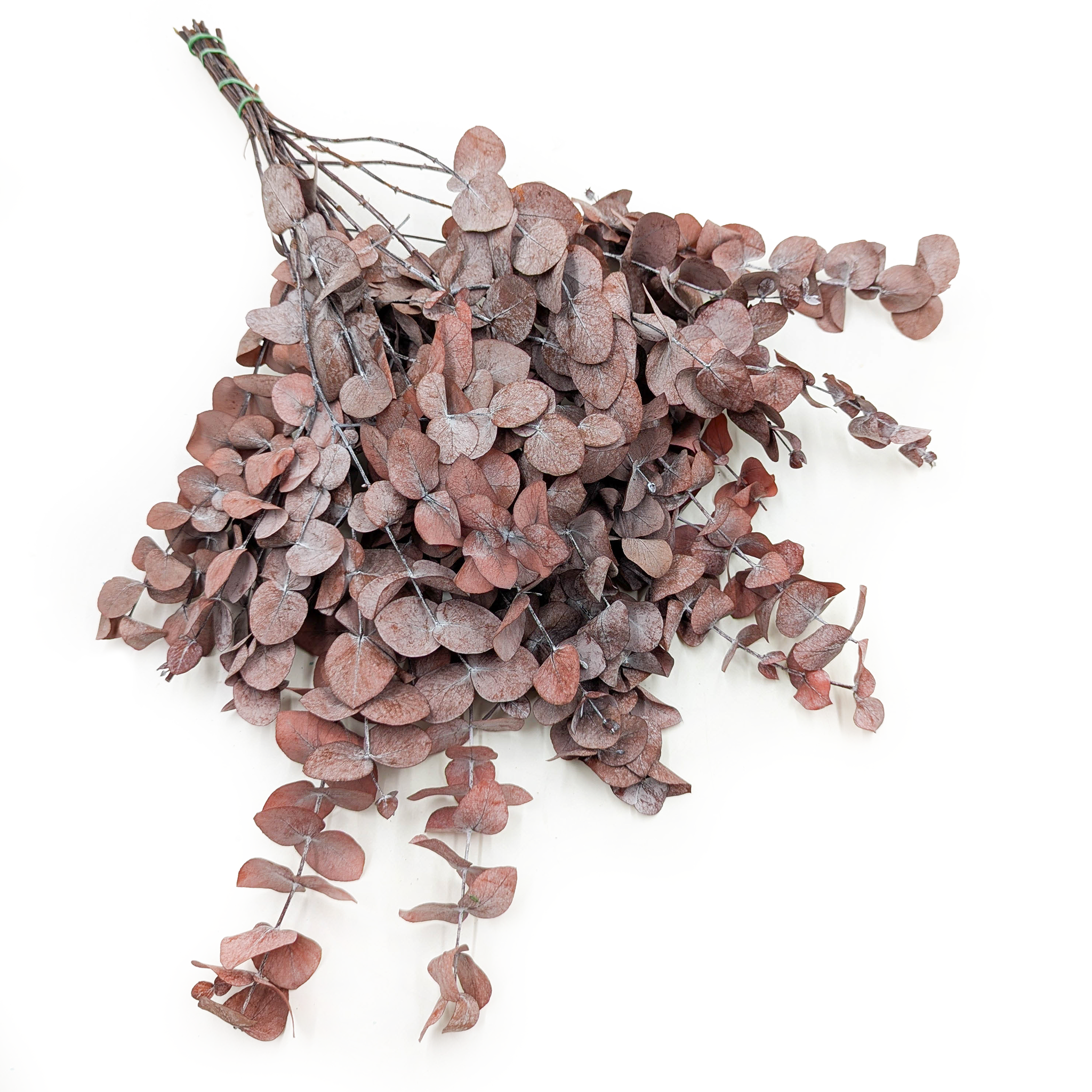 Preserved Eucalyptus - Cinerea - Red