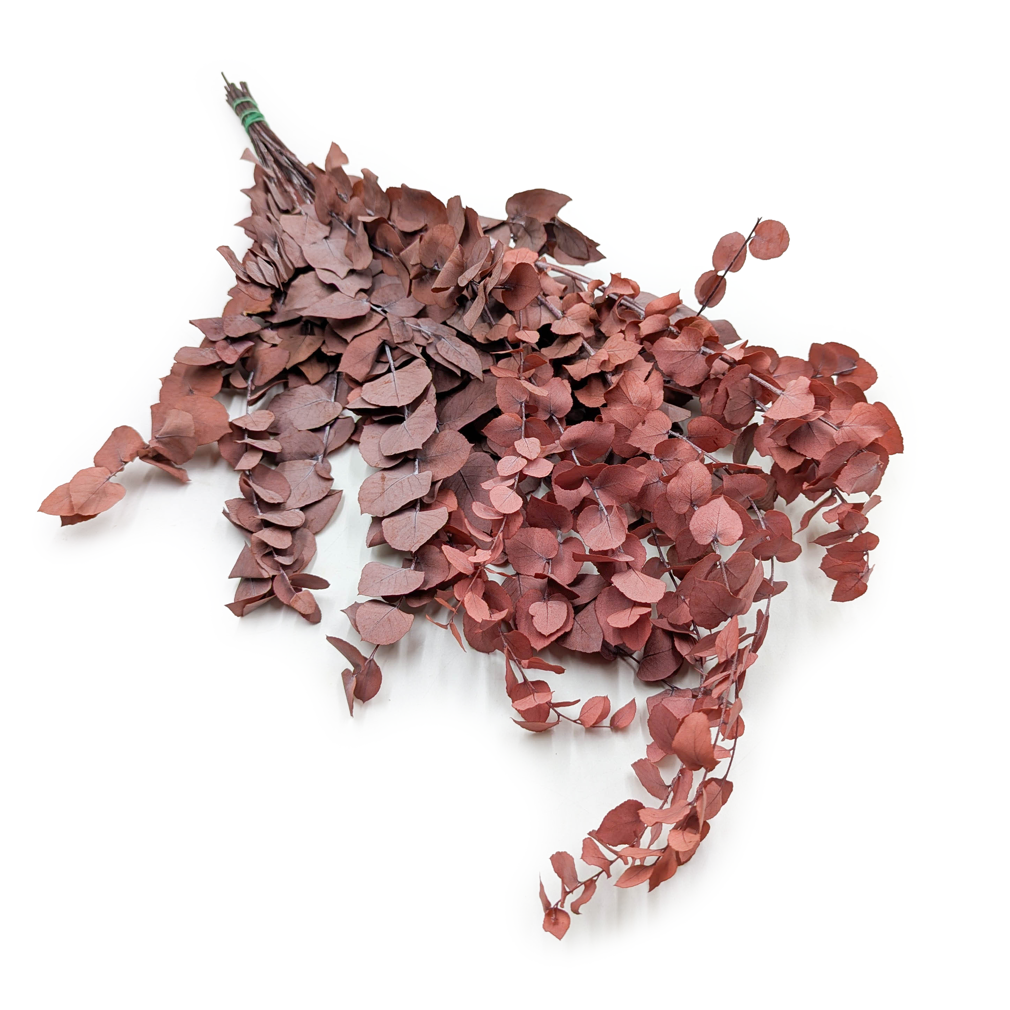 Preserved Eucalyptus - Stuartiana  - Red