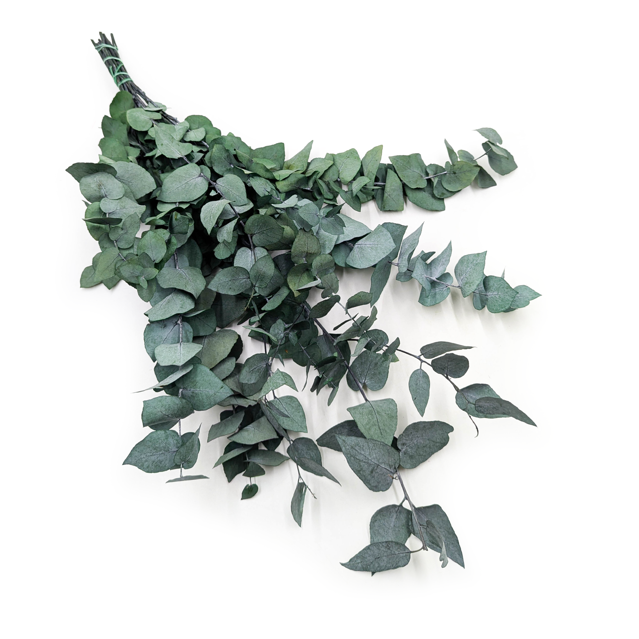 Preserved Eucalyptus - Stuartiana  - Green