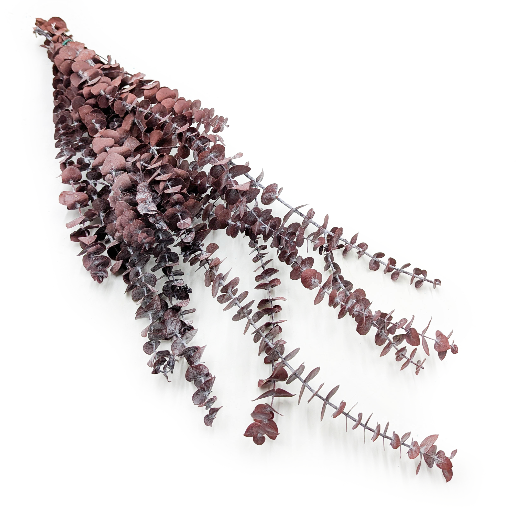 Preserved Eucalyptus - Baby - Red