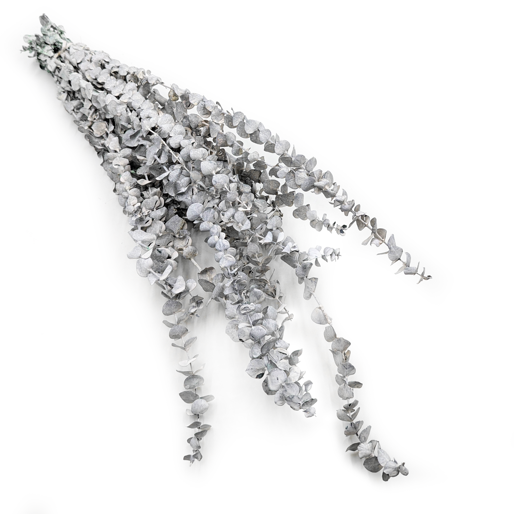 Preserved Eucalyptus - Baby - Bleached Green