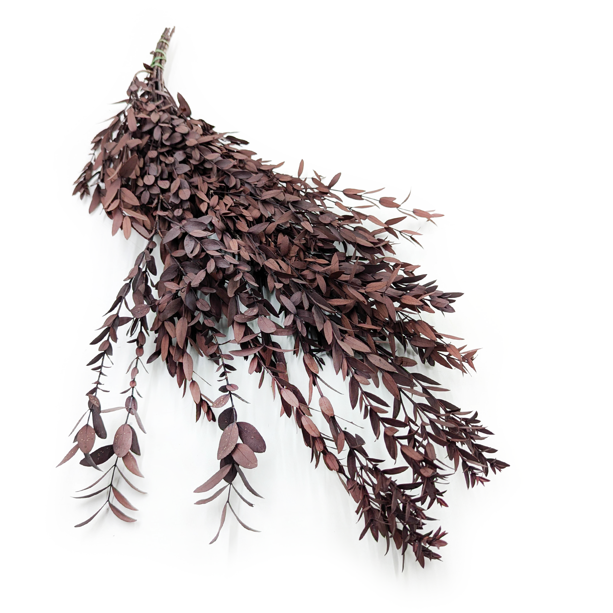 Preserved Eucalyptus - Parvifolia - Red