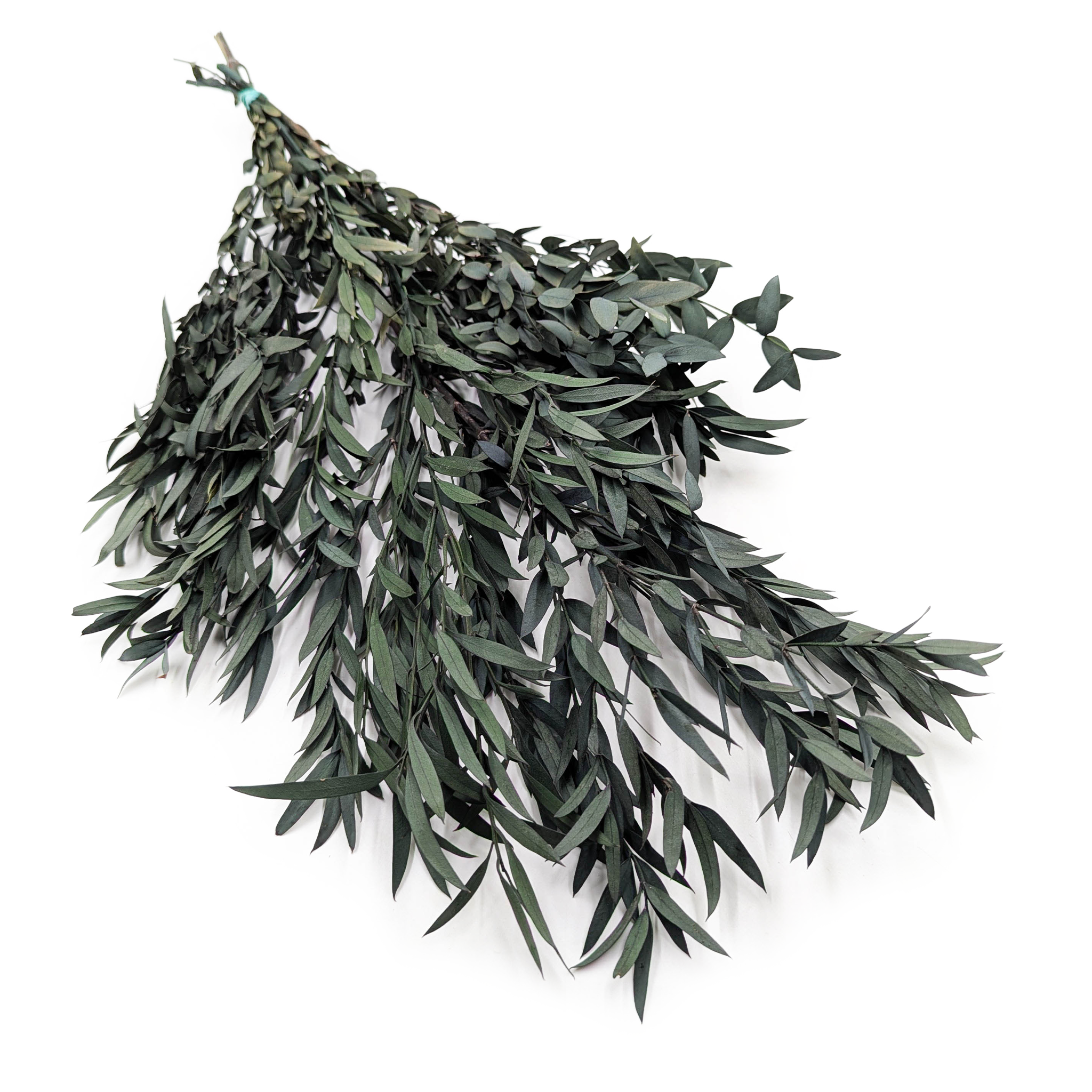 Preserved Eucalyptus - Nicoly - Green