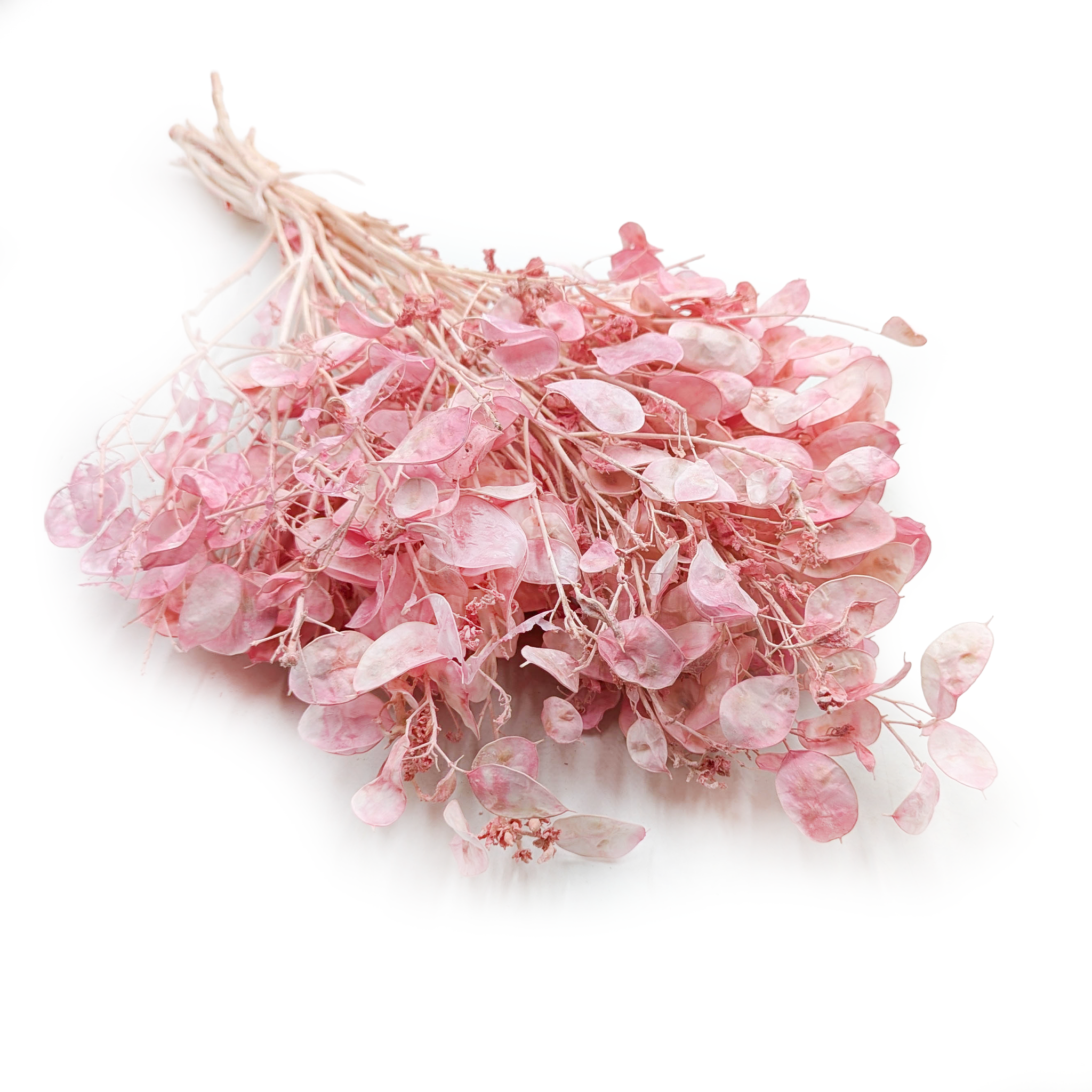Lunaria - (Honesty) - Pink