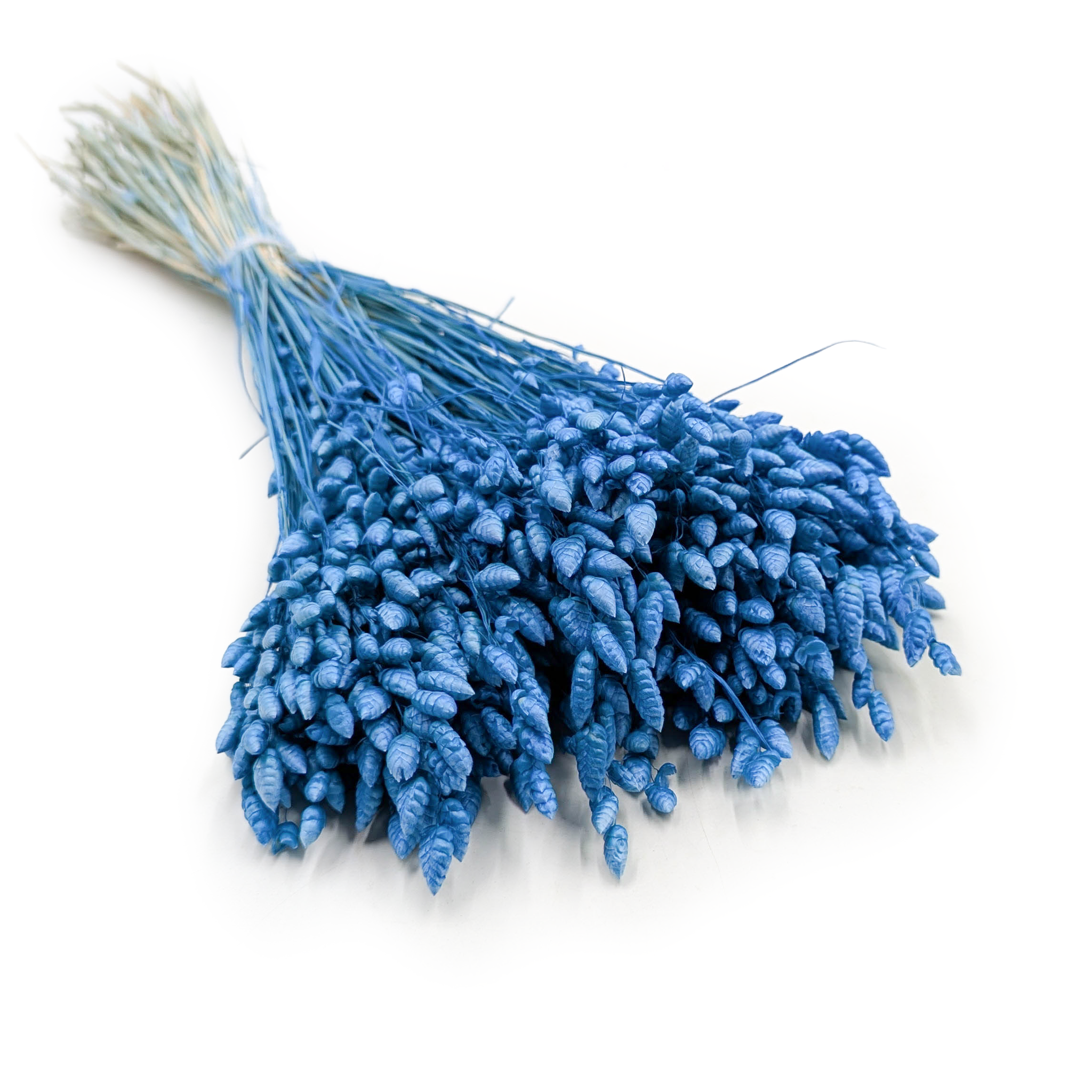 Dried Quaking Grass – (Briza Maxima) – Blue
