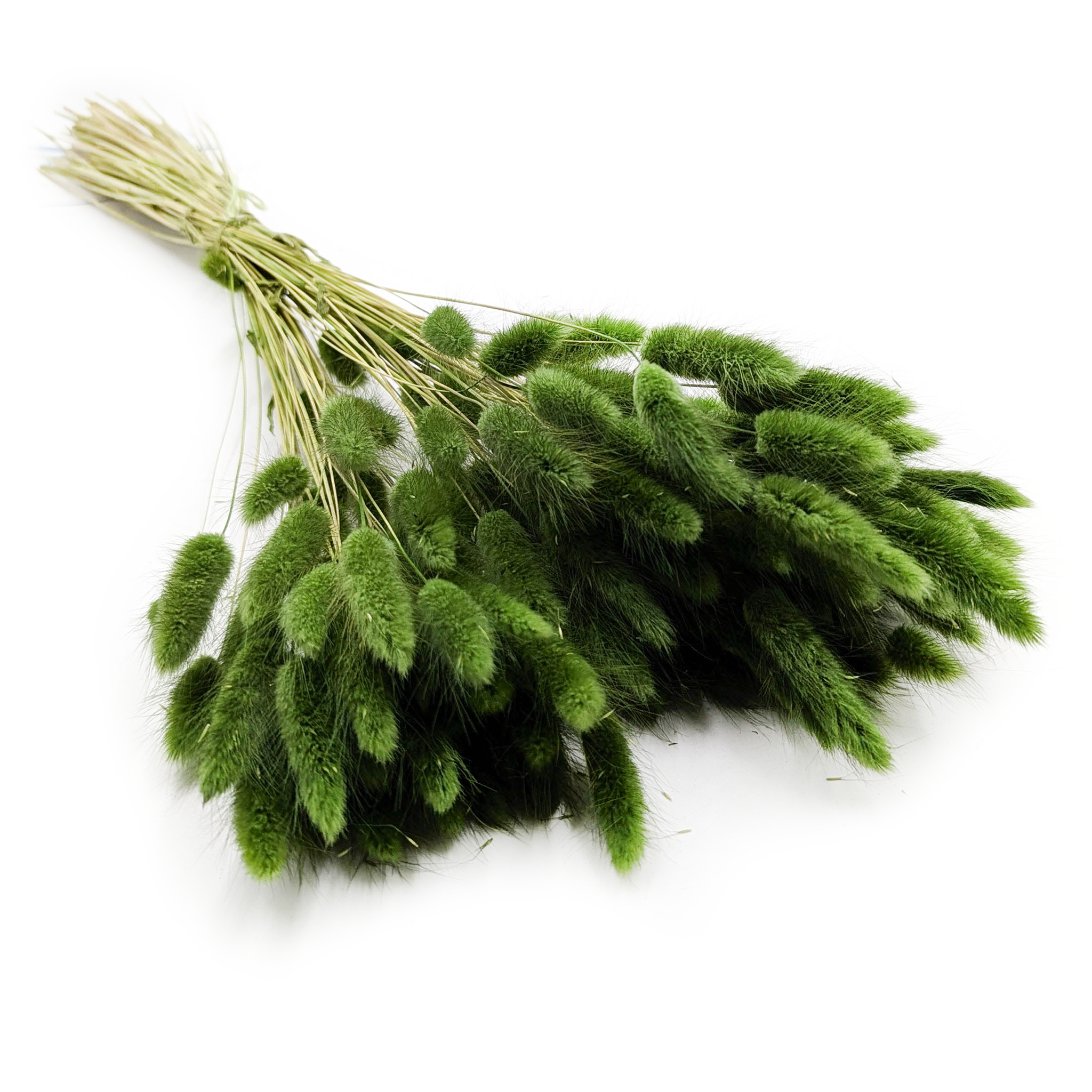 Dried Bunny Tails (Lagurus) - Dark Green