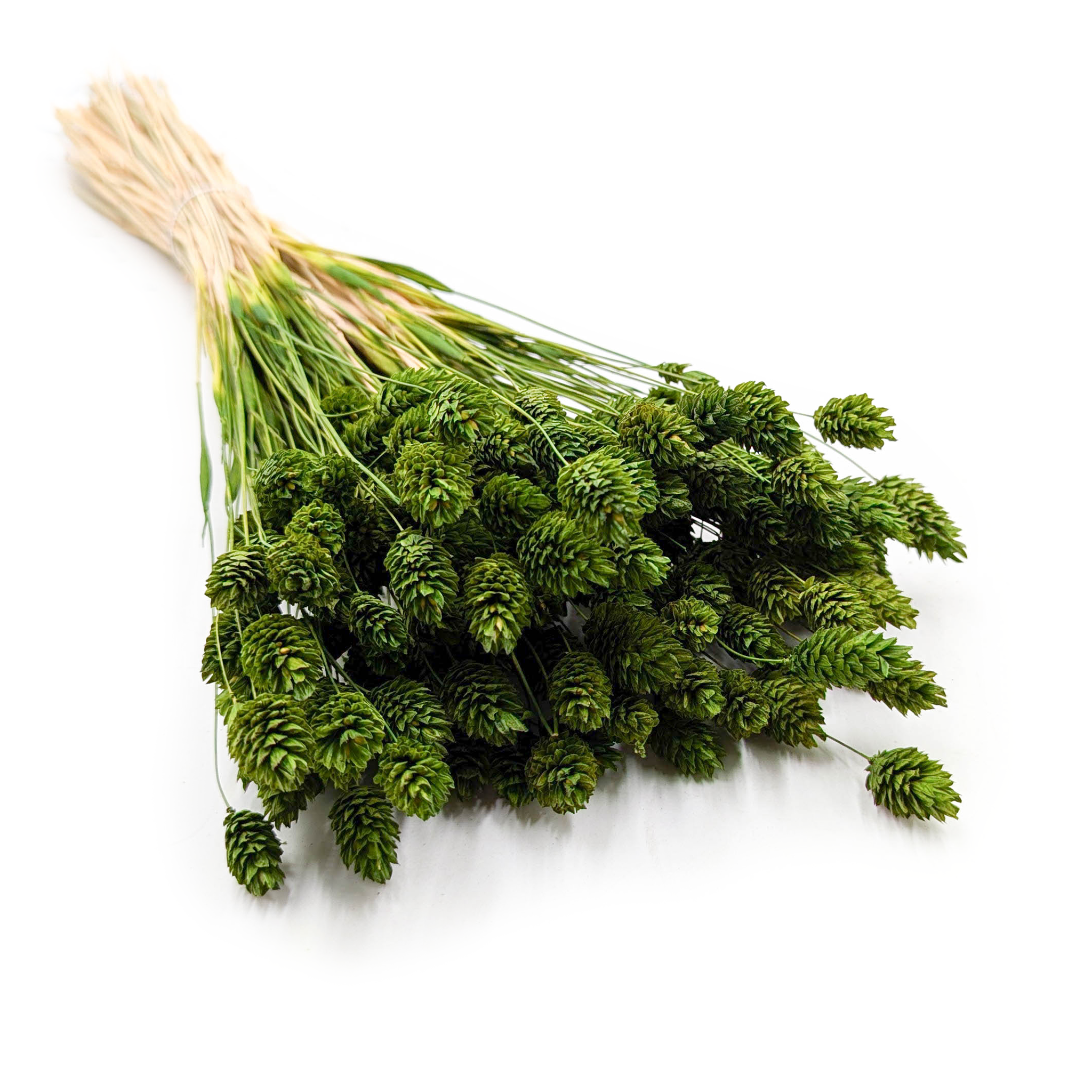 Dried Phalaris - Canary Grass - Olive