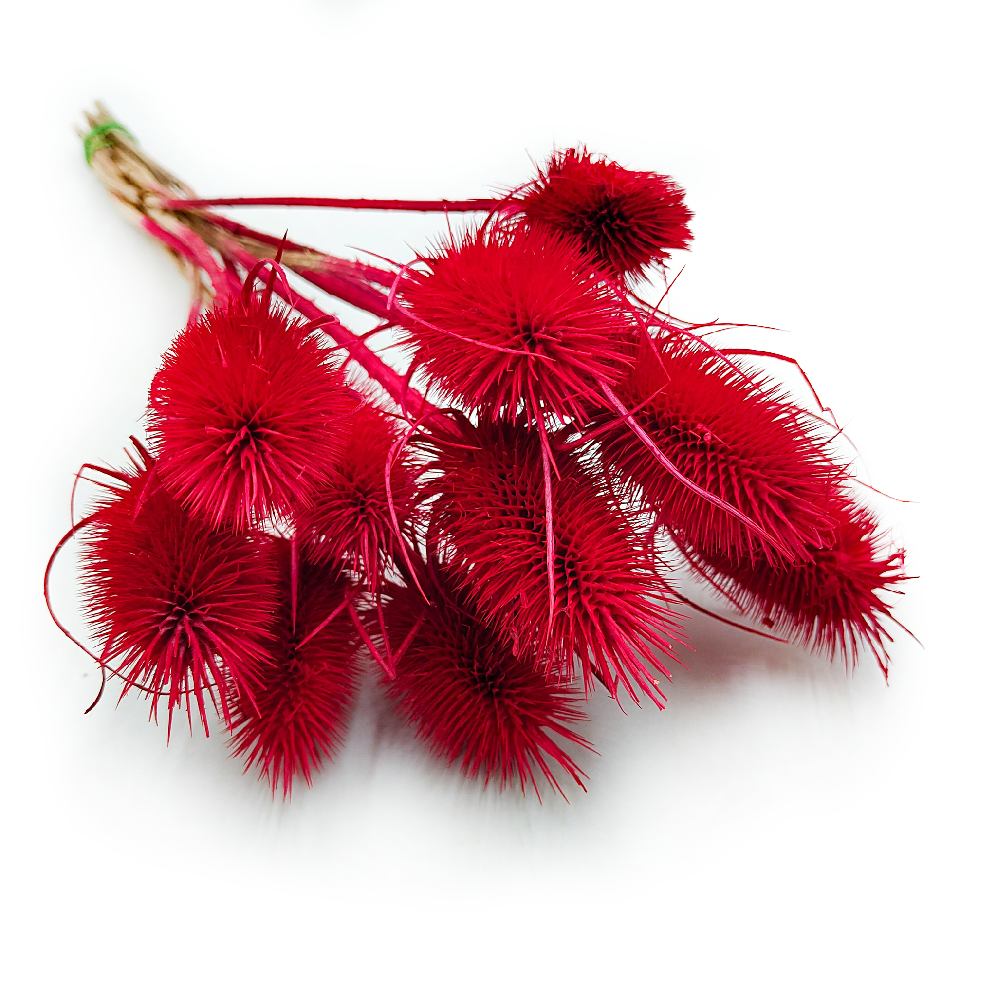Teasel - Thistle - Dipsacus - Red