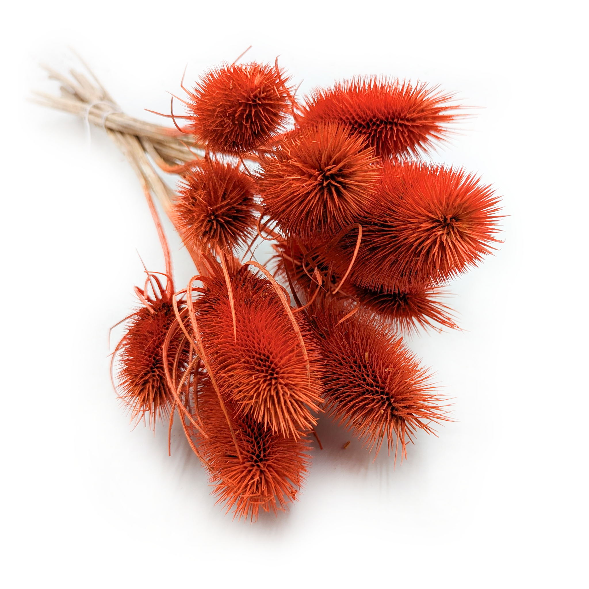 Teasel - Thistle - Dipsacus - Orange