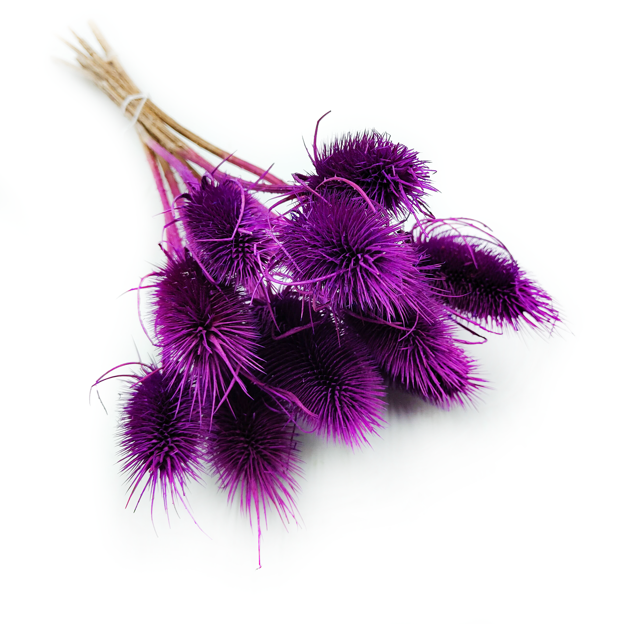 Teasel - Thistle - Dipsacus - Purple