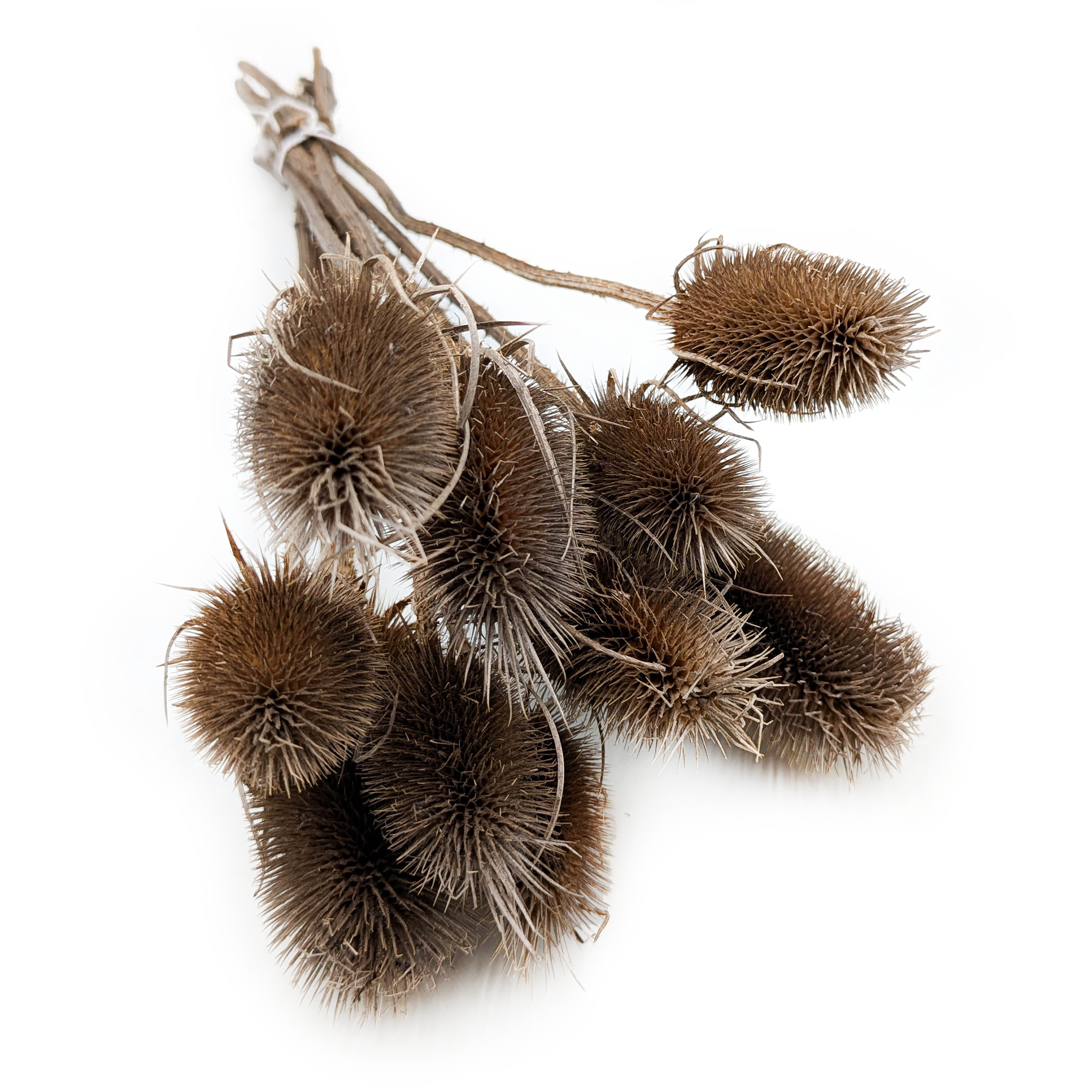 Teasel - Thistle - Dipsacus - Brown