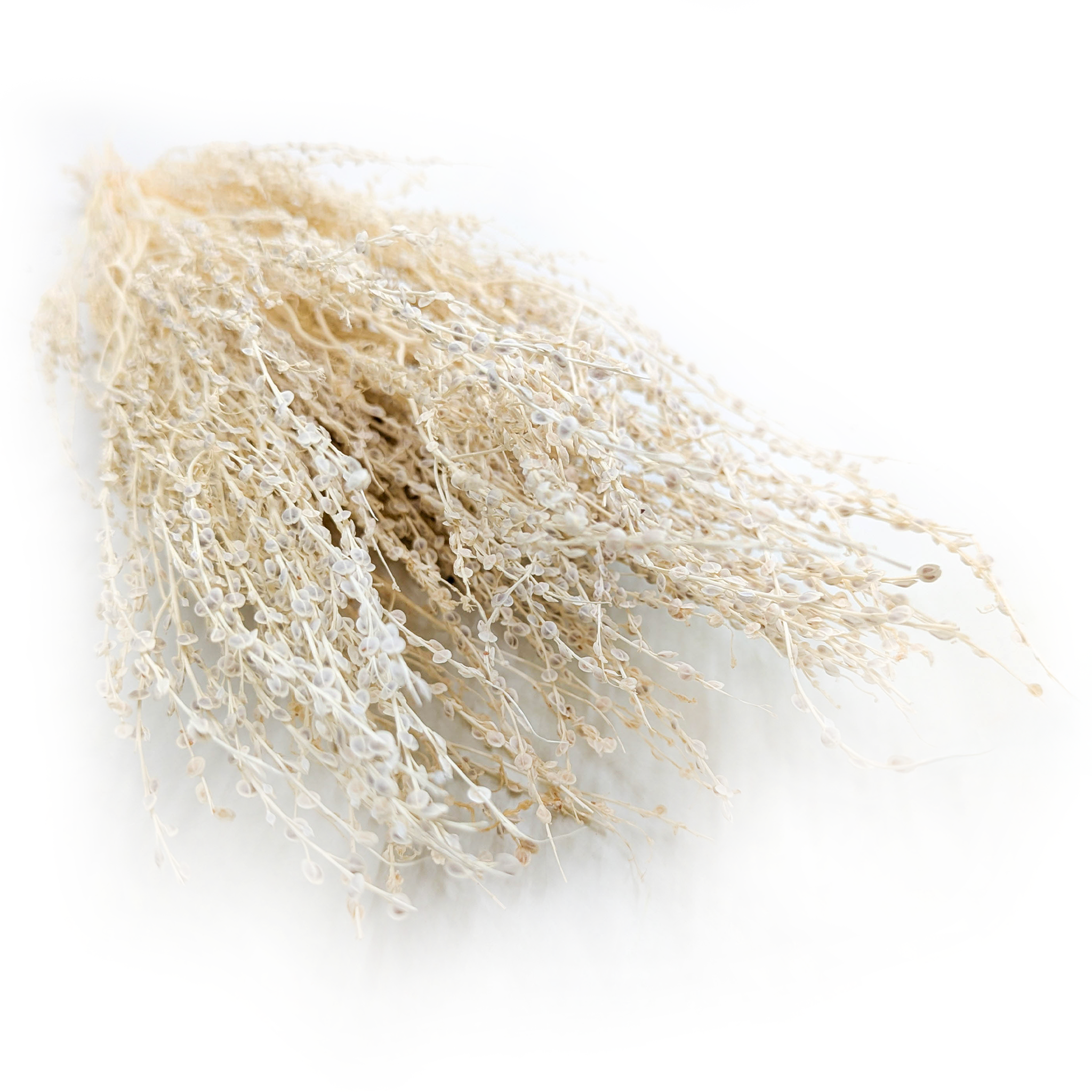 Lepidium (Lepidium sativum) - Bleached