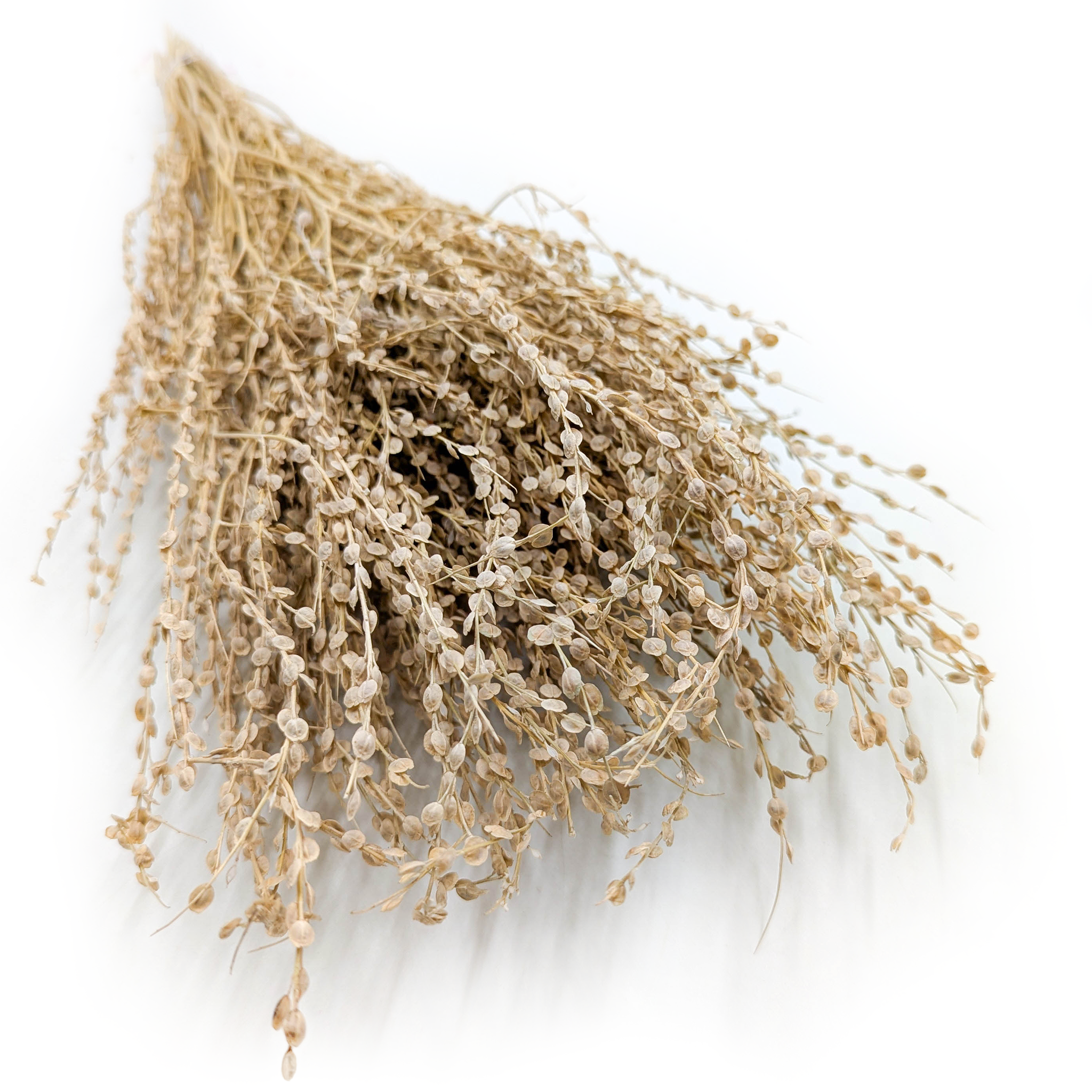 Lepidium (Lepidium sativum) - Natural