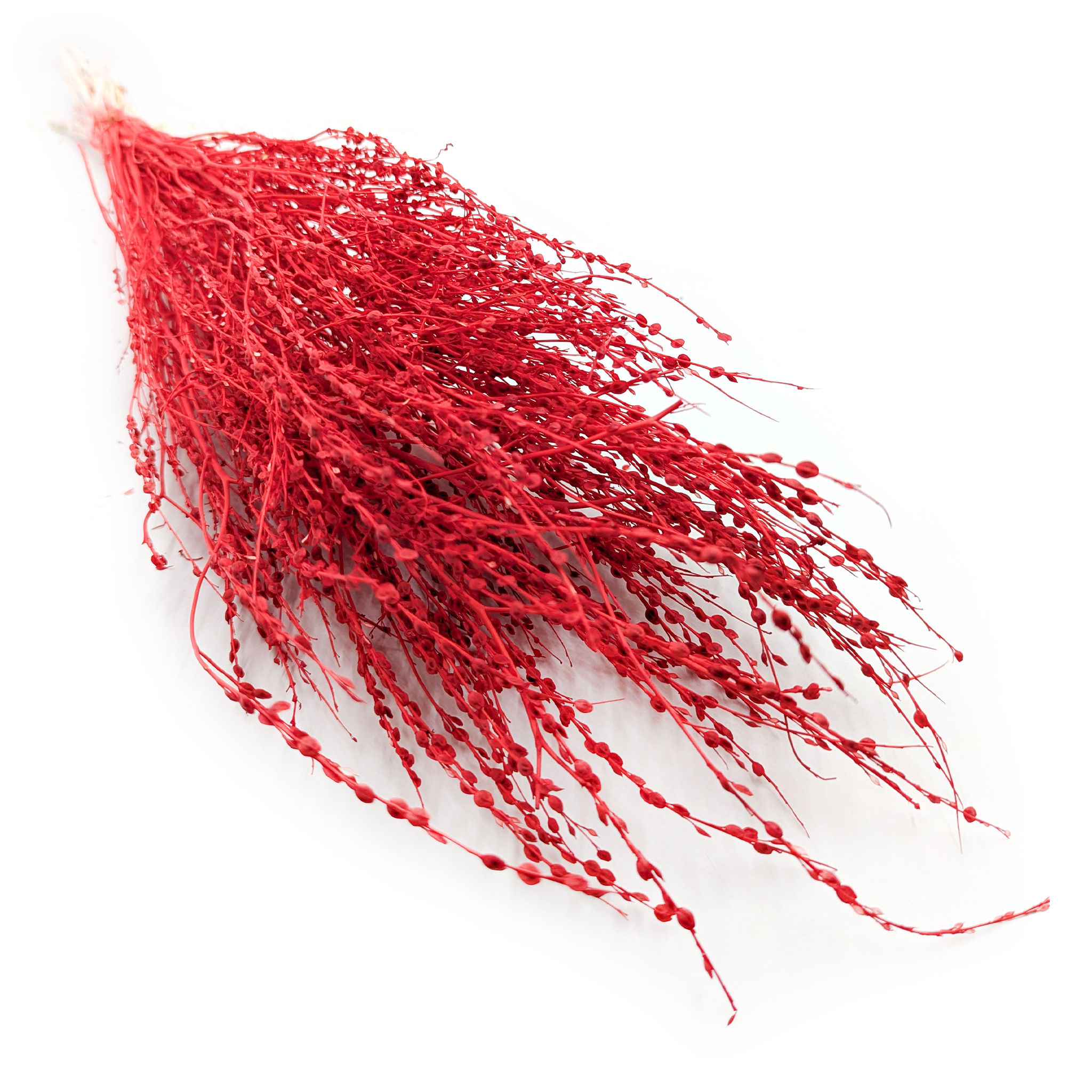 Lepidium (Lepidium sativum) - Red