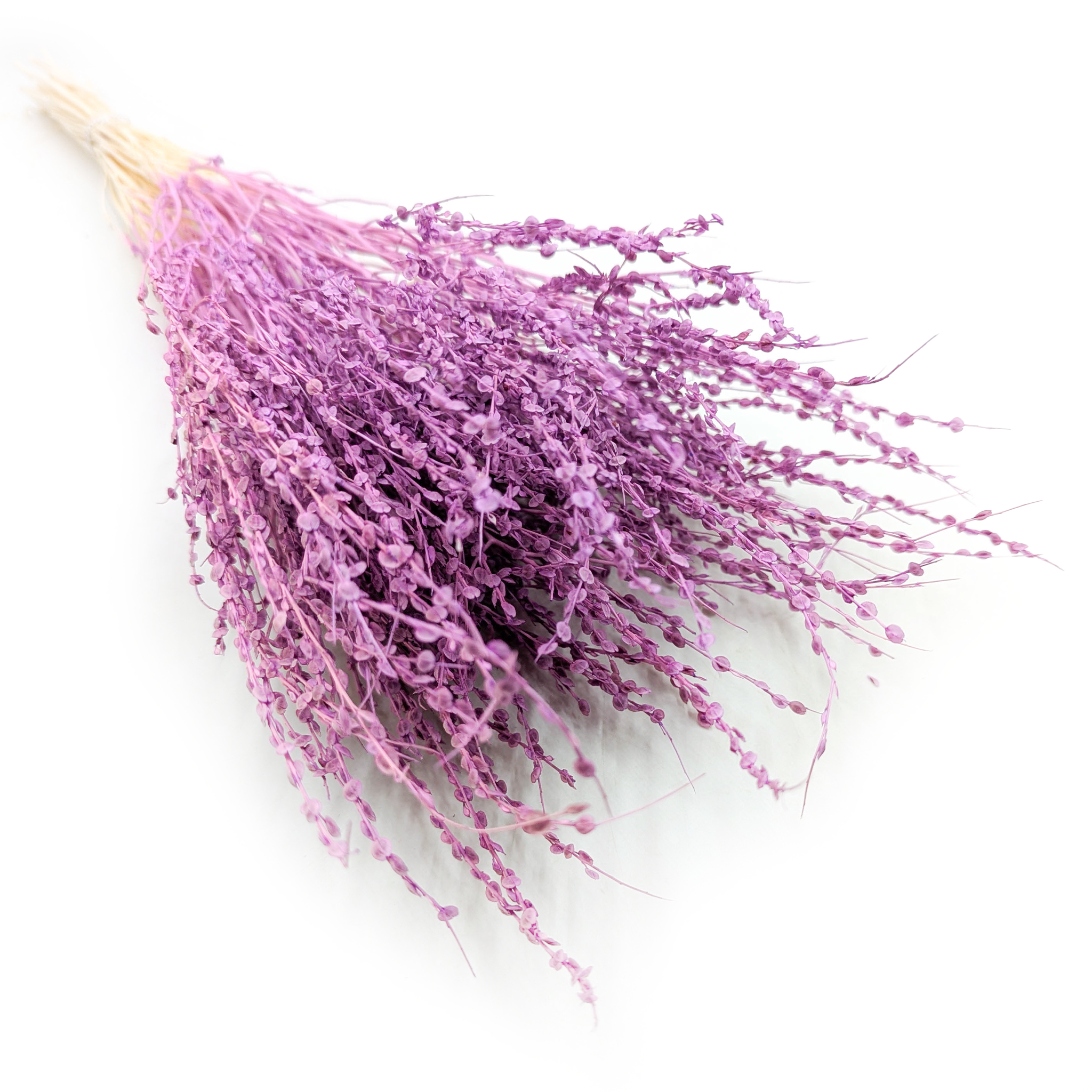 Lepidium (Lepidium sativum) - Purple