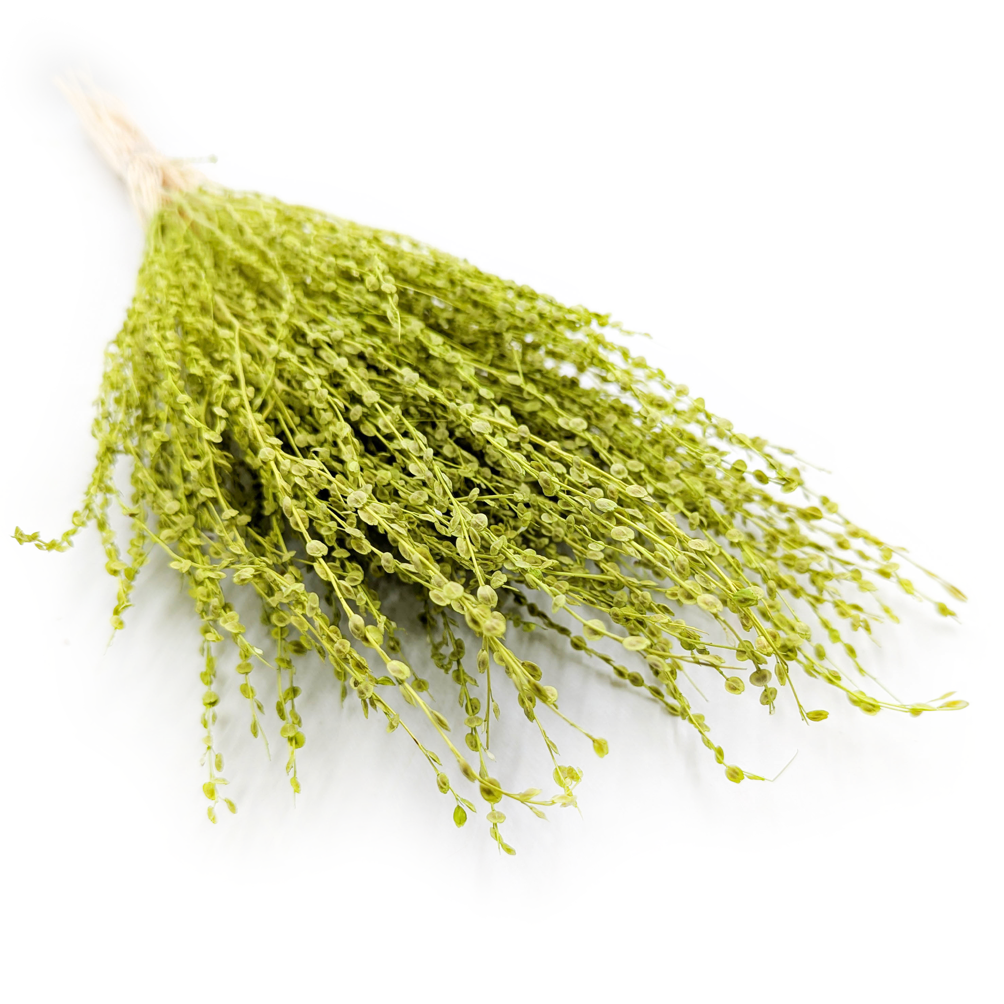 Lepidium (Lepidium sativum) - Green 