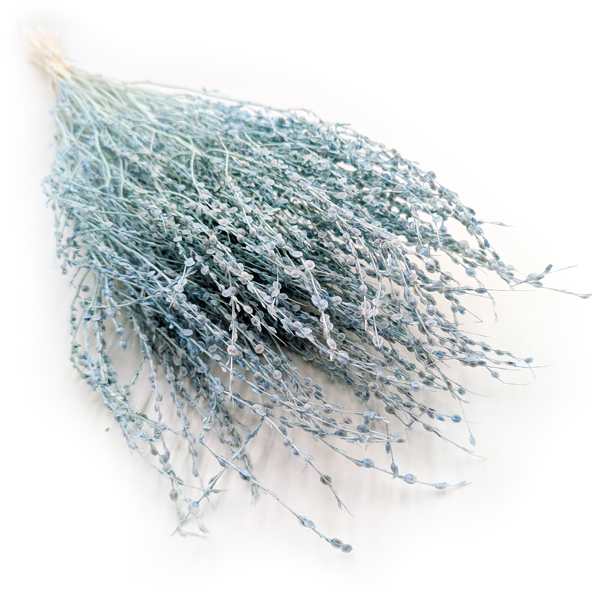 Lepidium (Lepidium sativum) - Mint