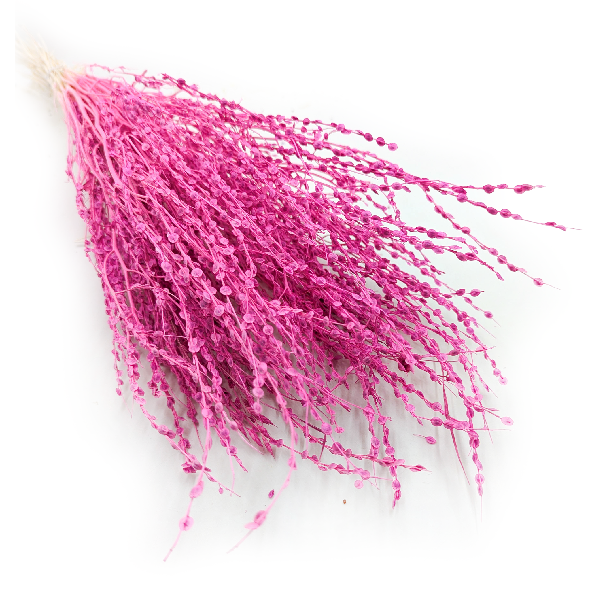 Lepidium (Lepidium sativum) - Fuchsia