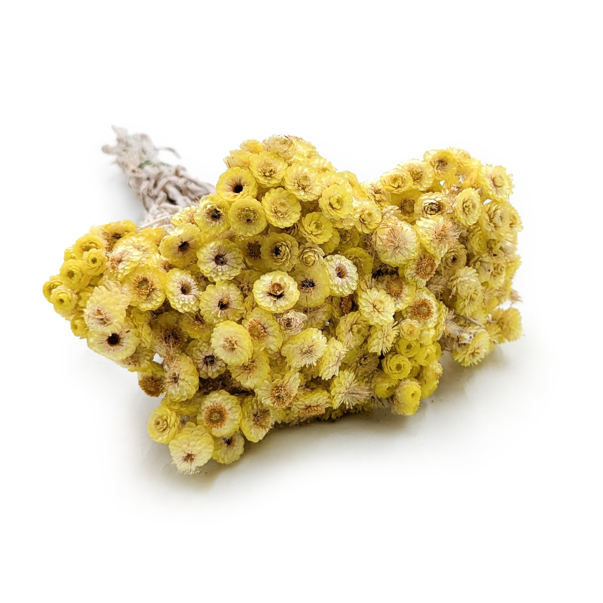 Dried helichrysum - (Helichrysum italicum) - Yellow