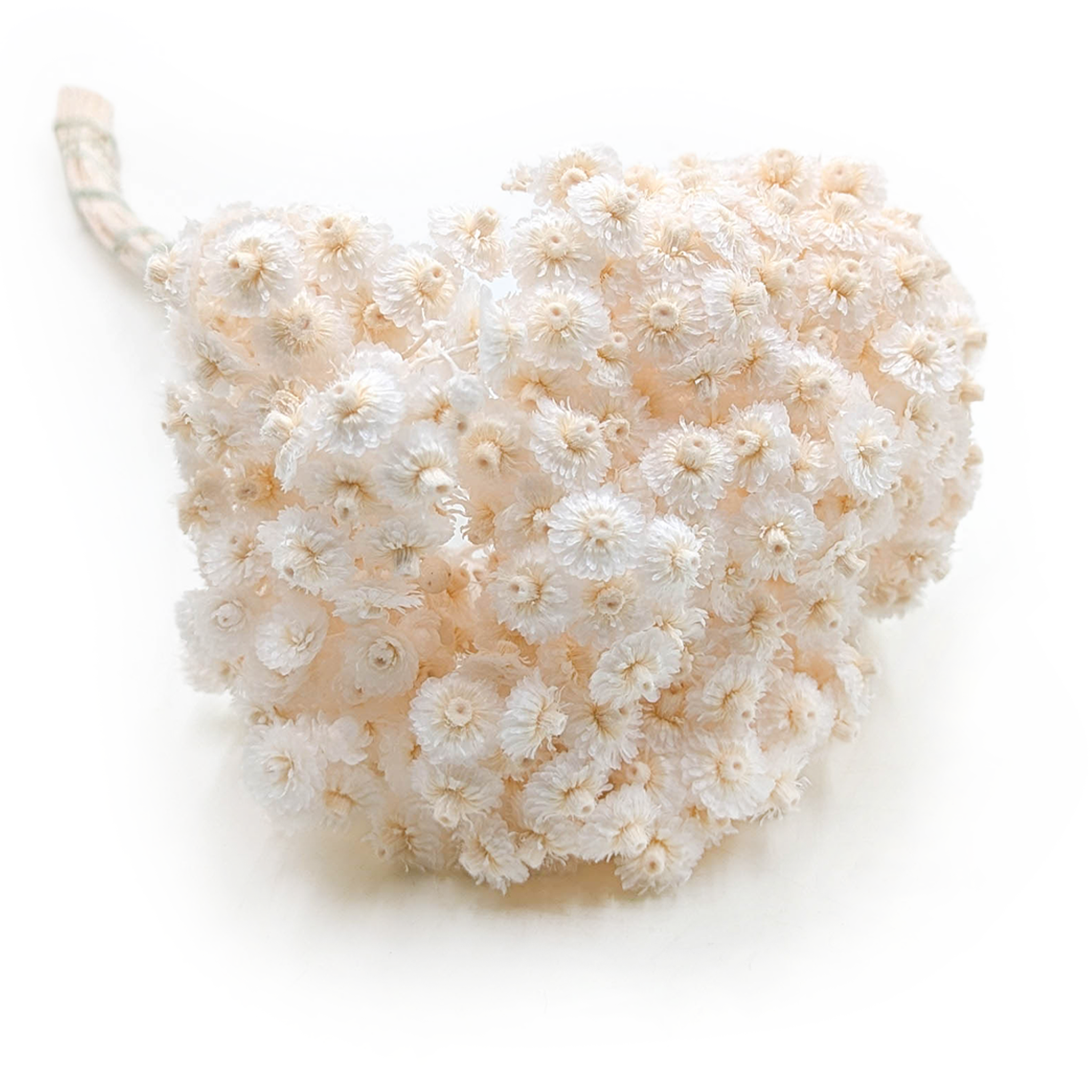 Dried helichrysum - (Helichrysum italicum) - Bleached