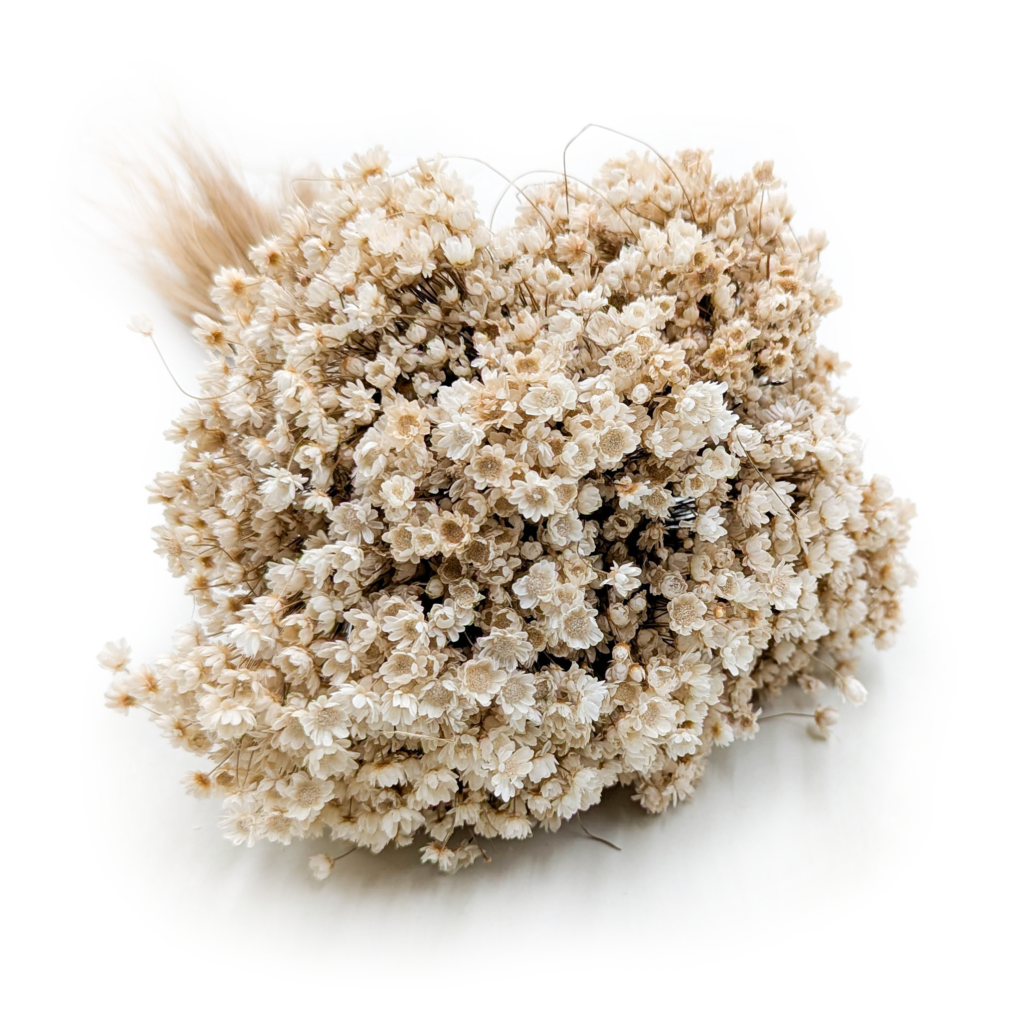 Dried Glixia - (Marcela) - Natural White