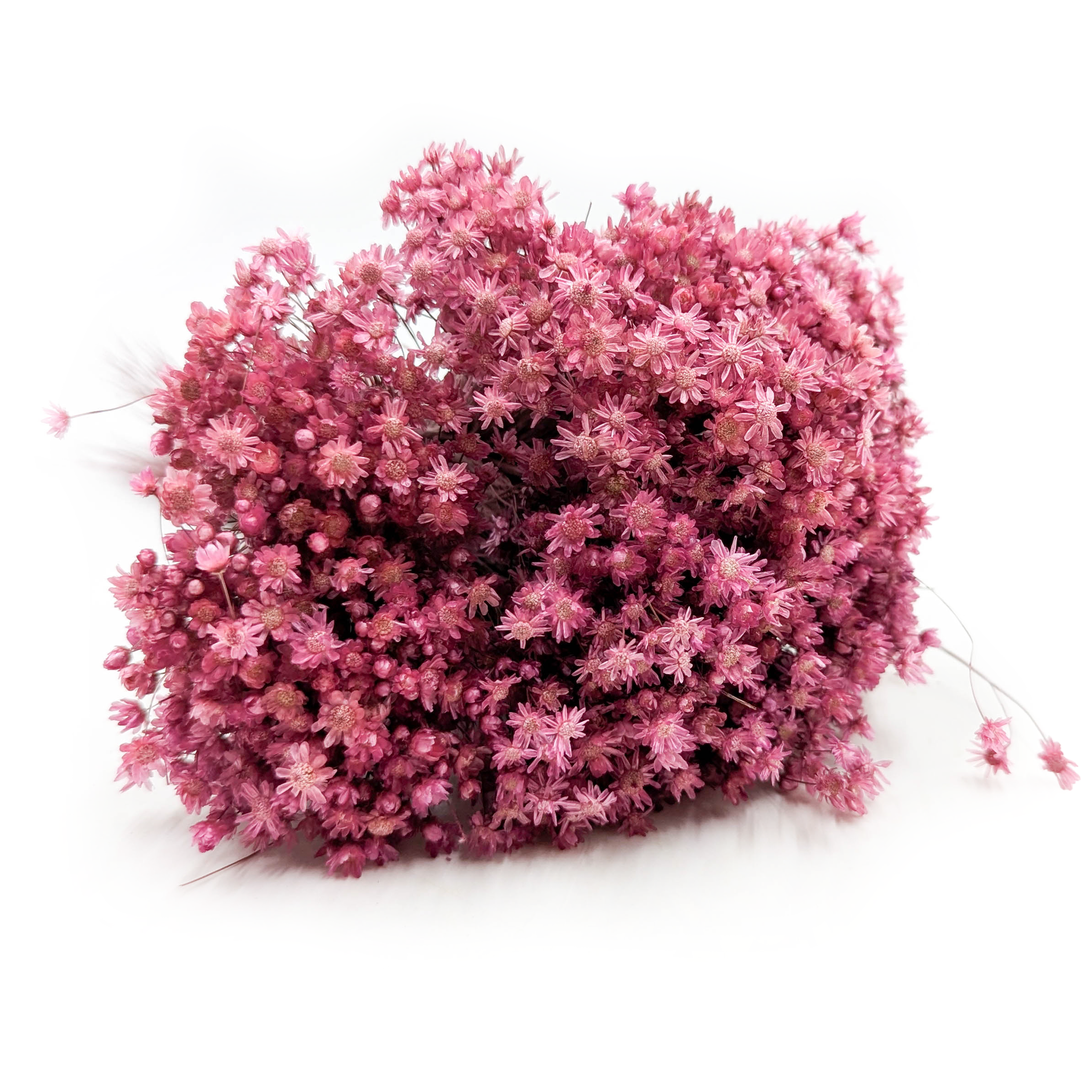 Glixia Dried - (Glixia Marcela) - Fuchsia