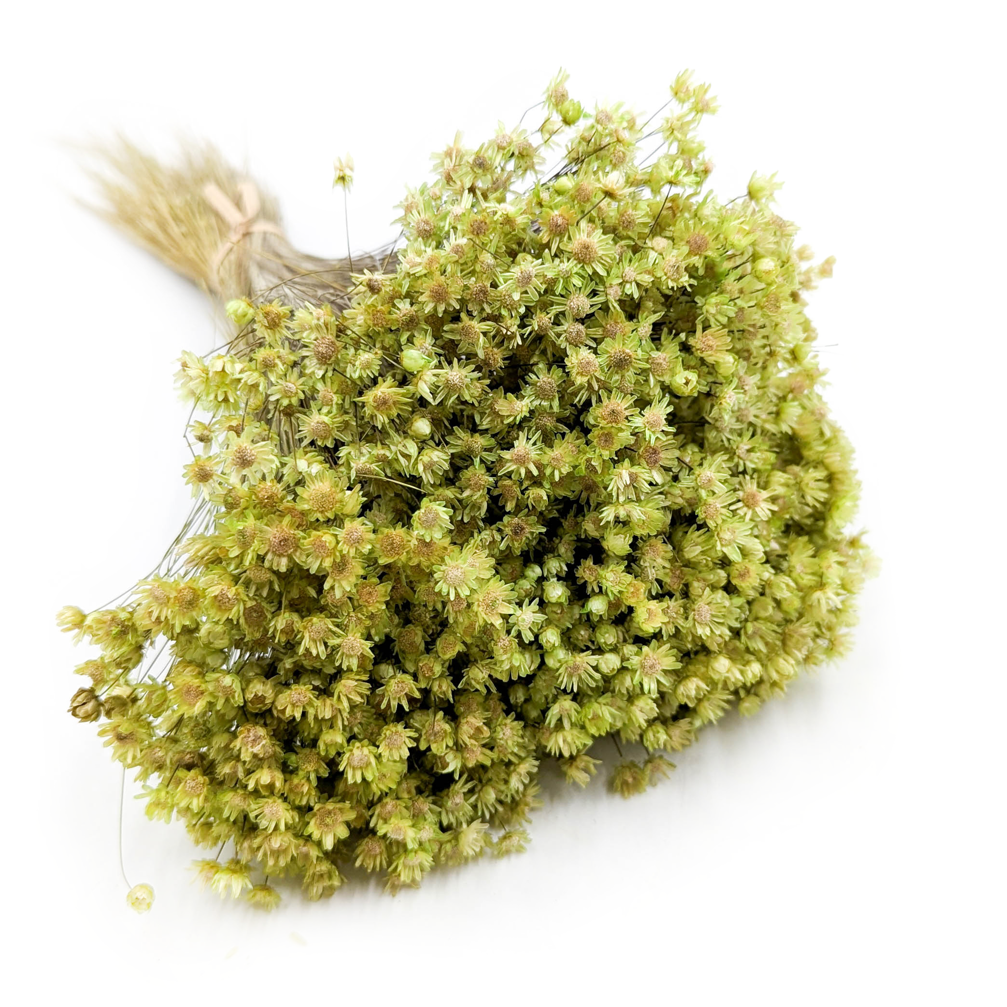 Dried Glixia - (Glixia Marcela) - Green
