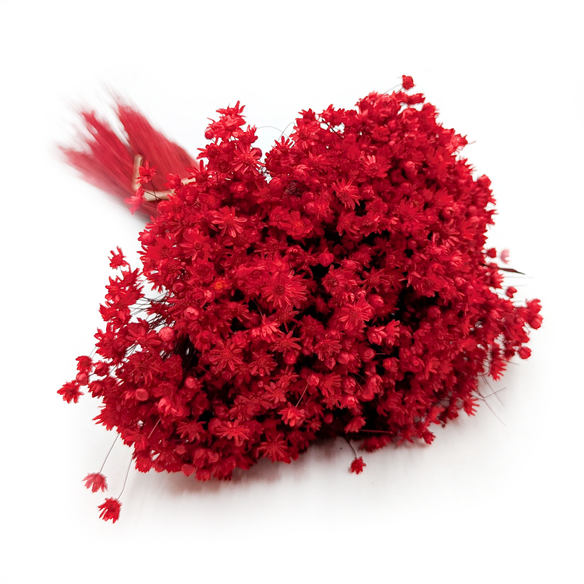 Dried Glixia - (Marcela) - Red