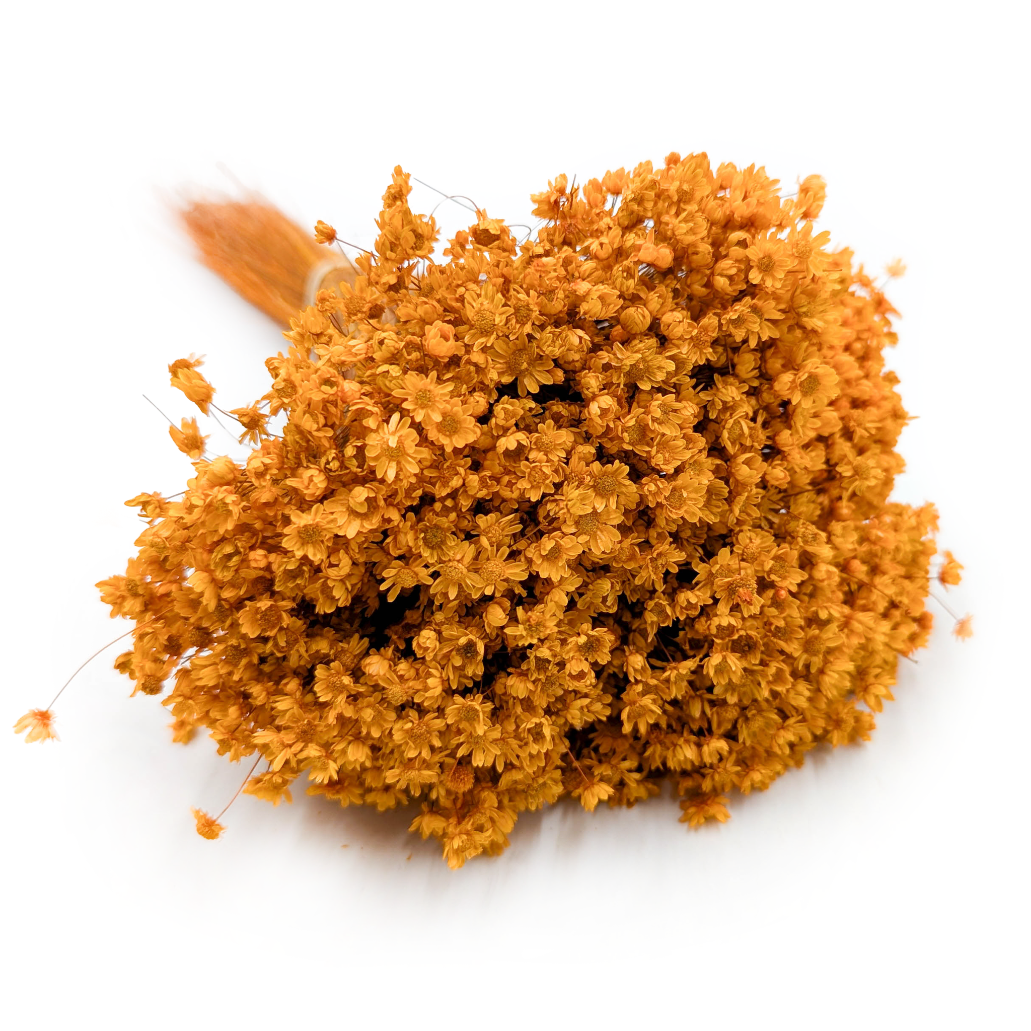 Dried Glixia - (Marcela) - Orange