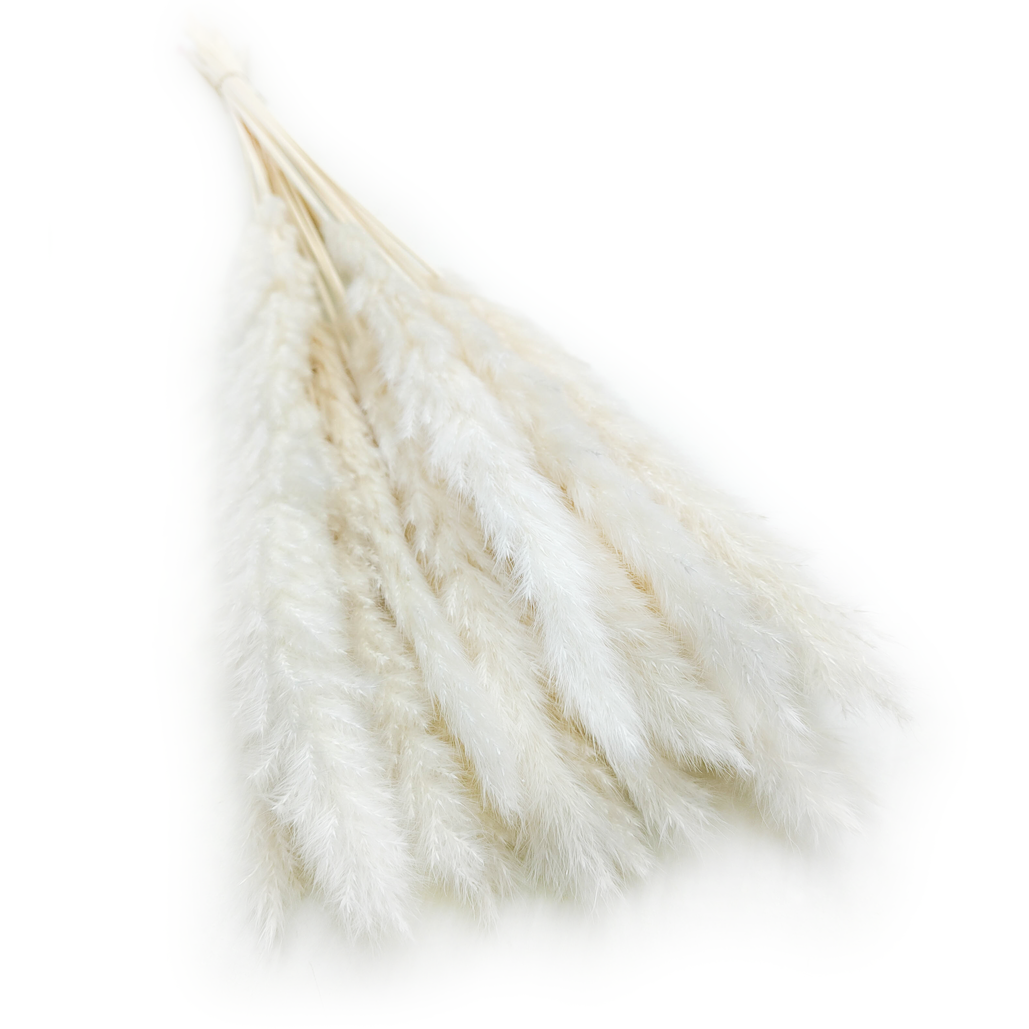 Pampas Grass Mini - Bleached