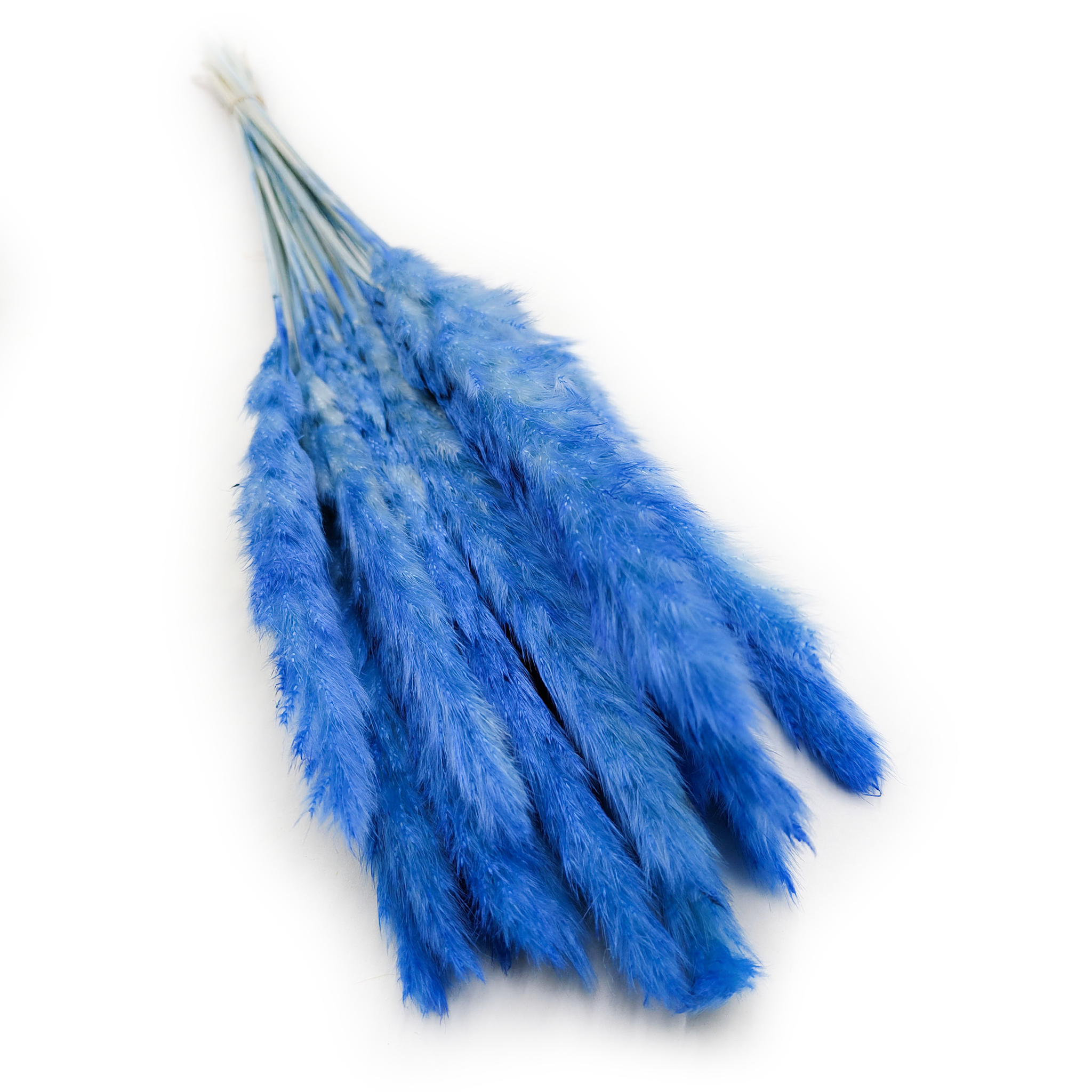 Pampas Grass Mini - Blue