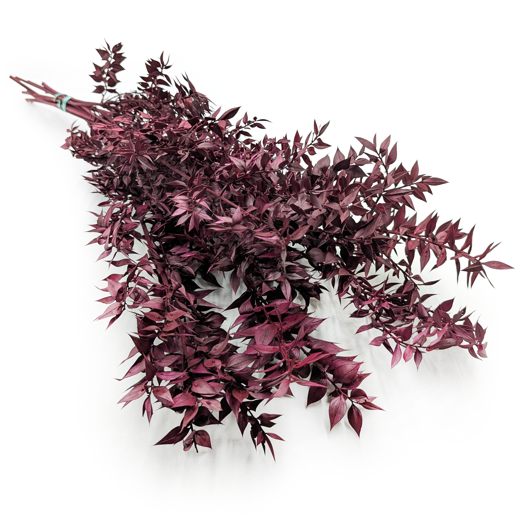 Ruscus Preserved - Cherry