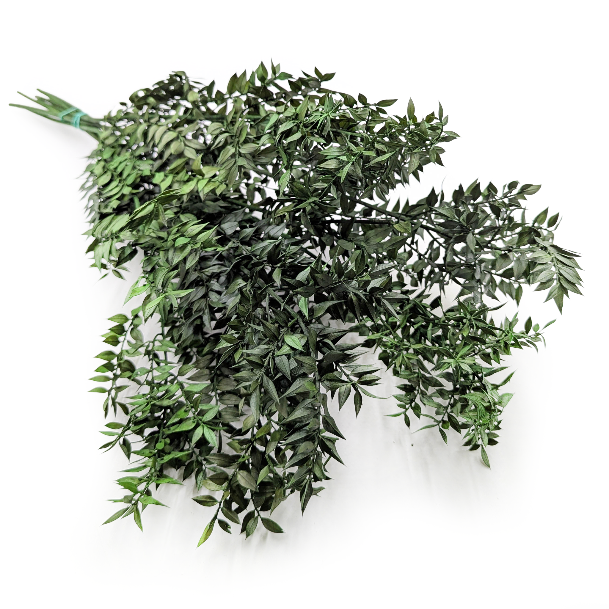 Ruscus Preserved - Natural Green