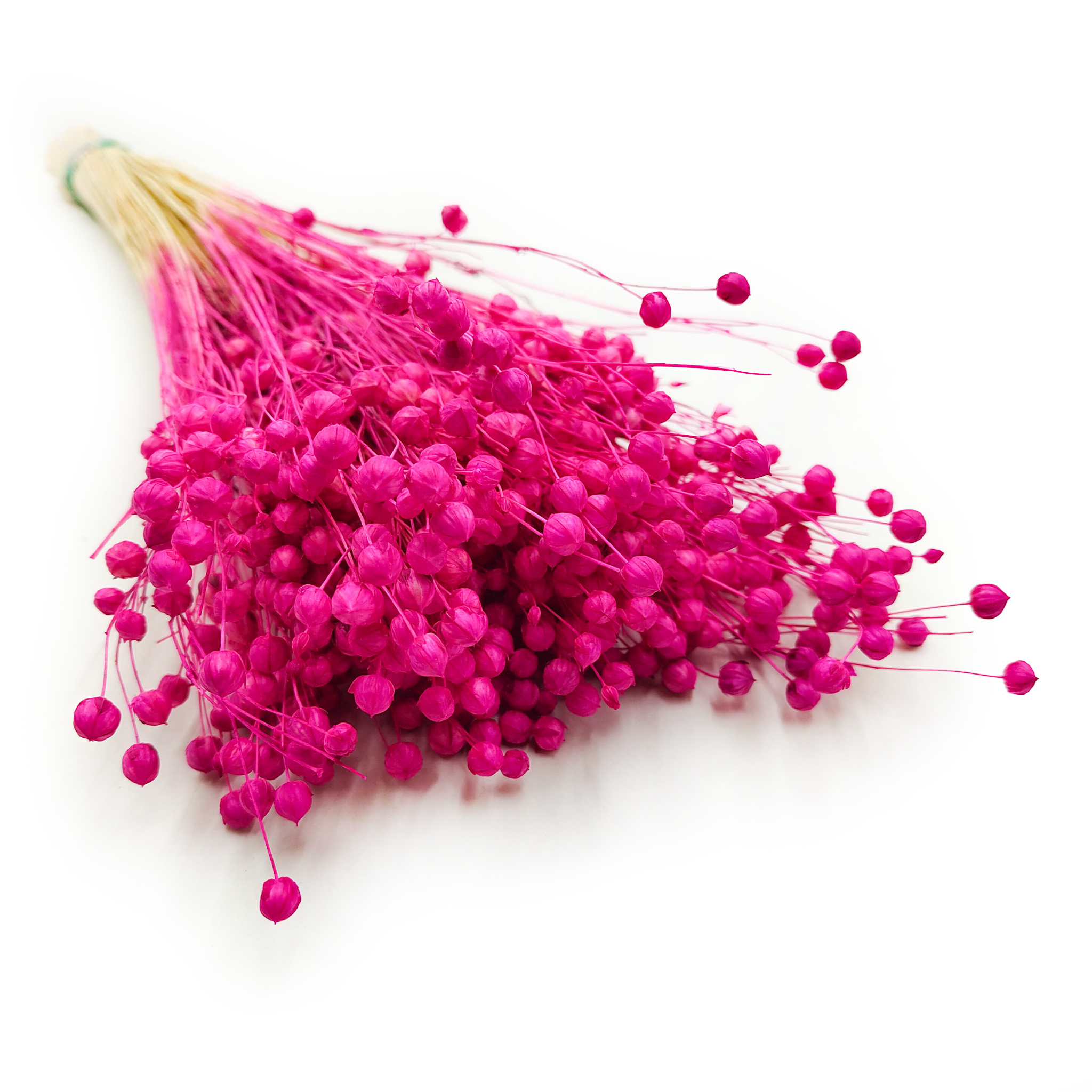 Dried Flax (Linum) - Fuchsia