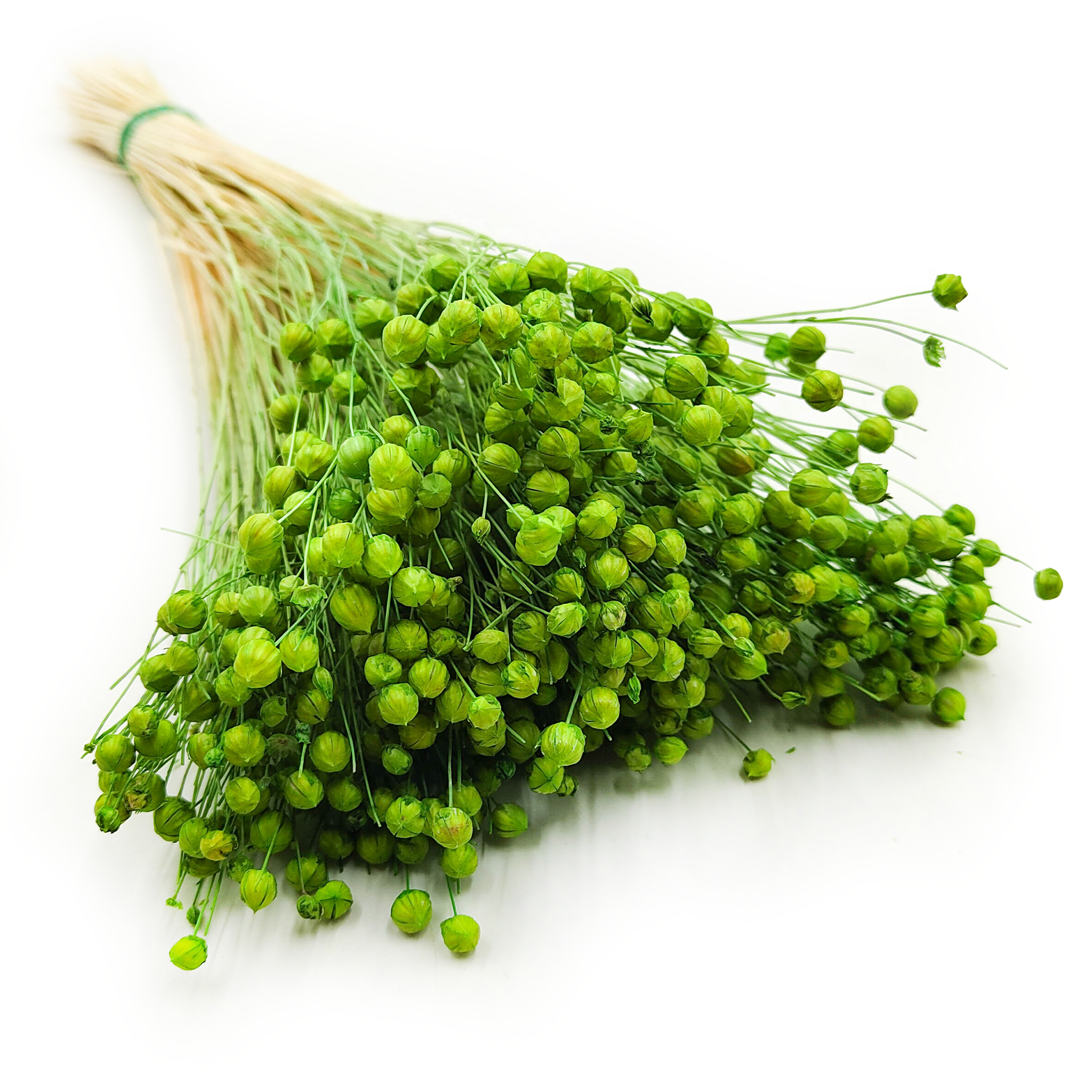 Dried Flax (Linum) - Green