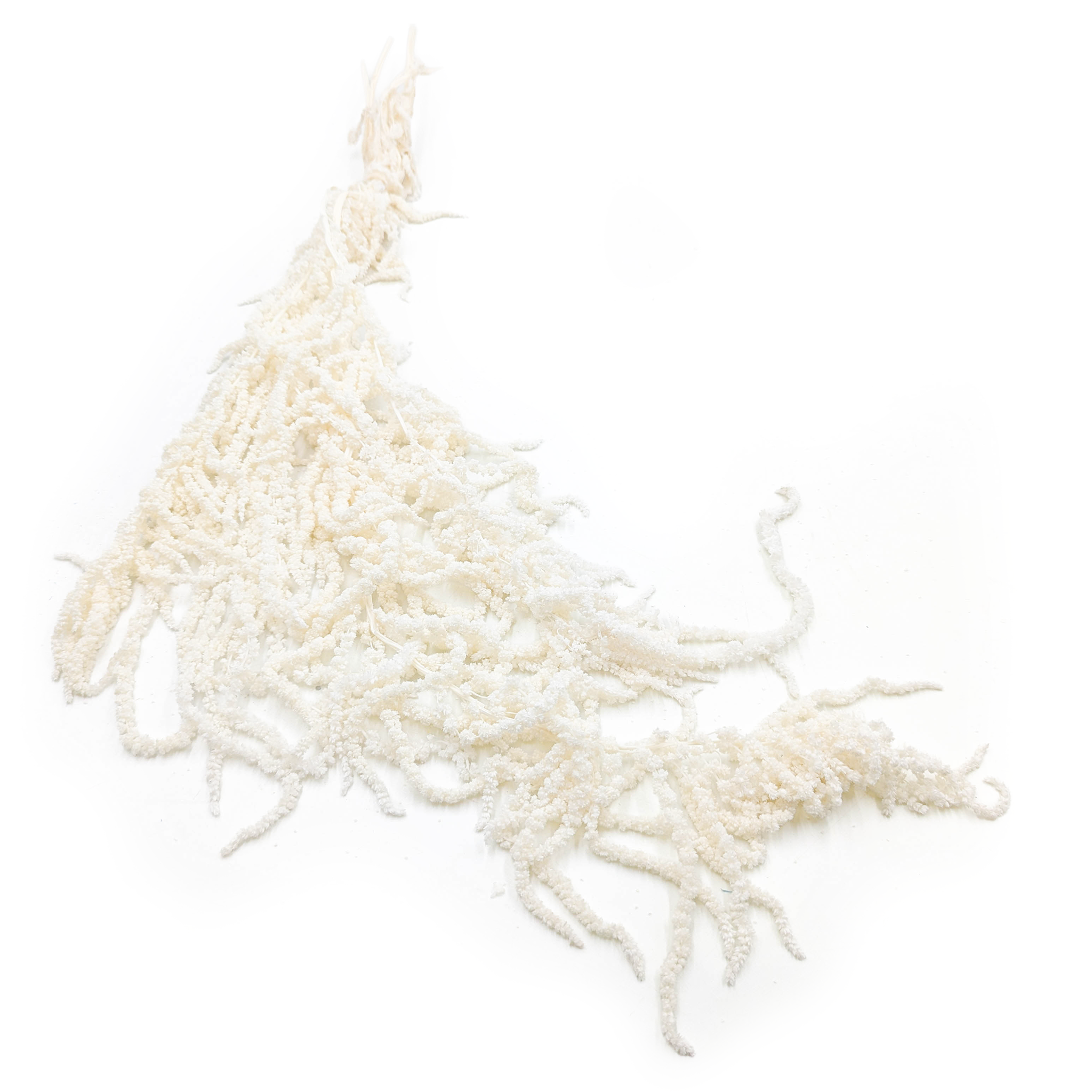 Preserved Amaranthus - Amaranthus  - Bleached